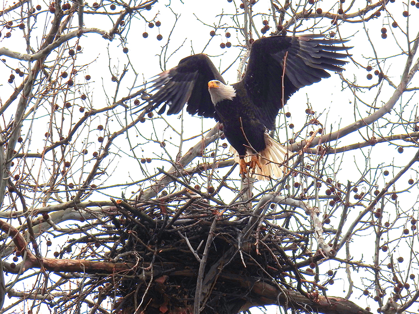 Willa, a female bald eagle takes flight to find more sticks as she and her mate, Orv, build their nest at Carillon Historical Park. PHOTO COURTESY OF JIM WELLER