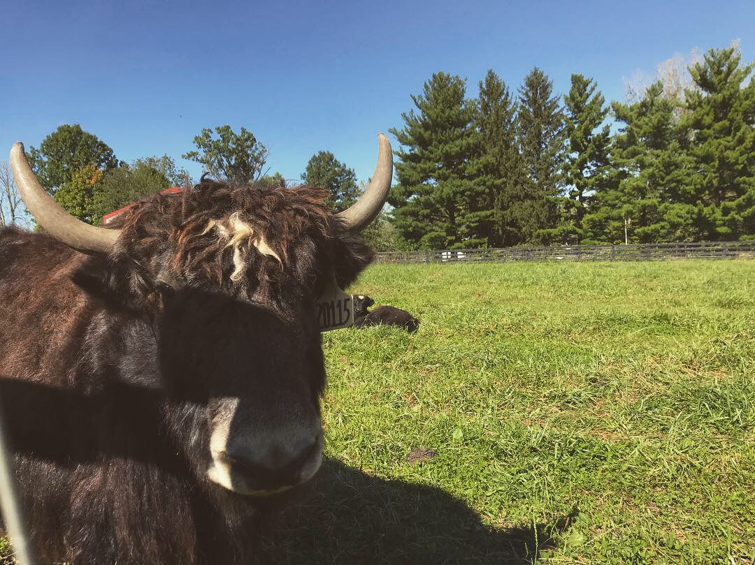 Lebanon has largest yak farm in Ohio | OH Yaks