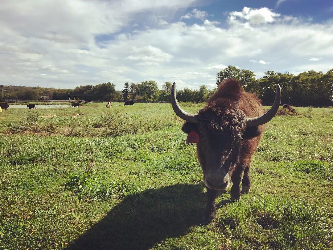 Lebanon has largest yak farm in Ohio | OH Yaks