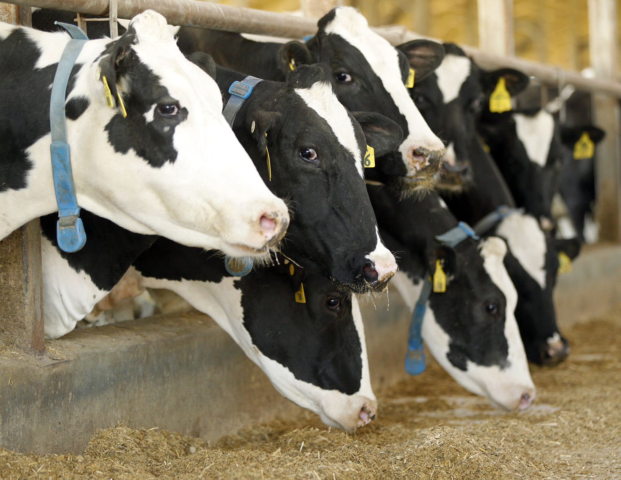 Holstein dairy cattle at the Buschur Dairy Farm in Darke County. Some counties in Ohio have seen a decline in the number of dairy farms in the past few years. TY GREENLEES / STAFF