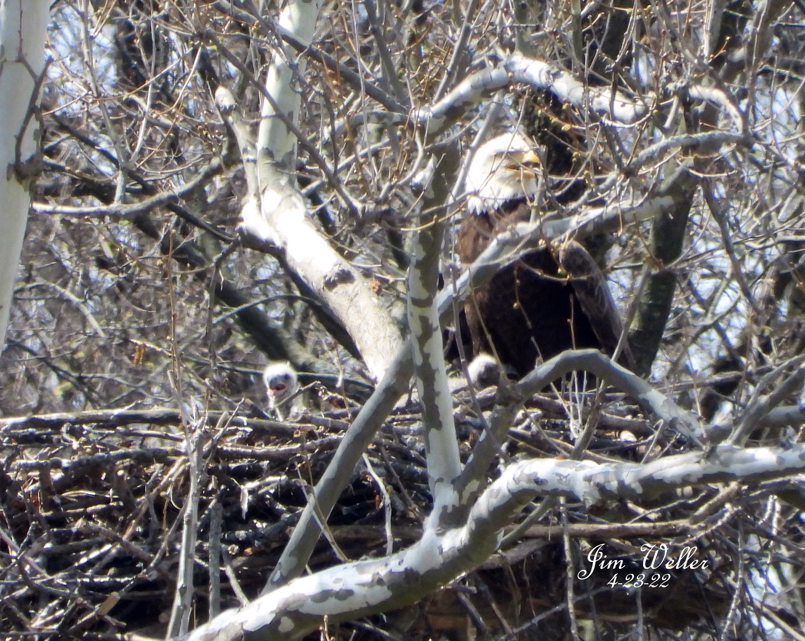 After hundreds of name suggestions, Carillon Historical Park’s eaglets have been named. PHOTO COURTESY: JIM WELLER