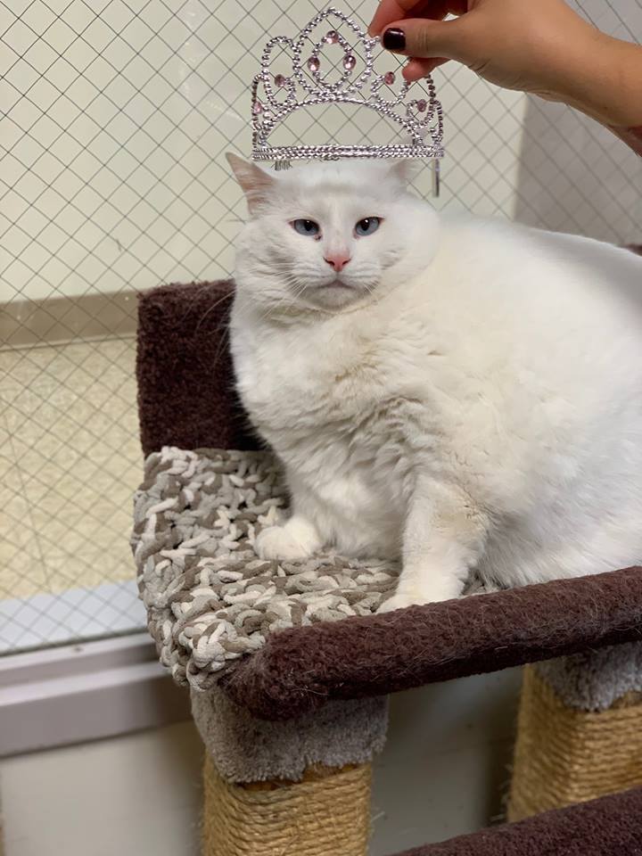 Princess Powderpuff is up for adoption at SICSA Pet Adoption Center. The white cat is 19 pounds and has blue crossed eyes.