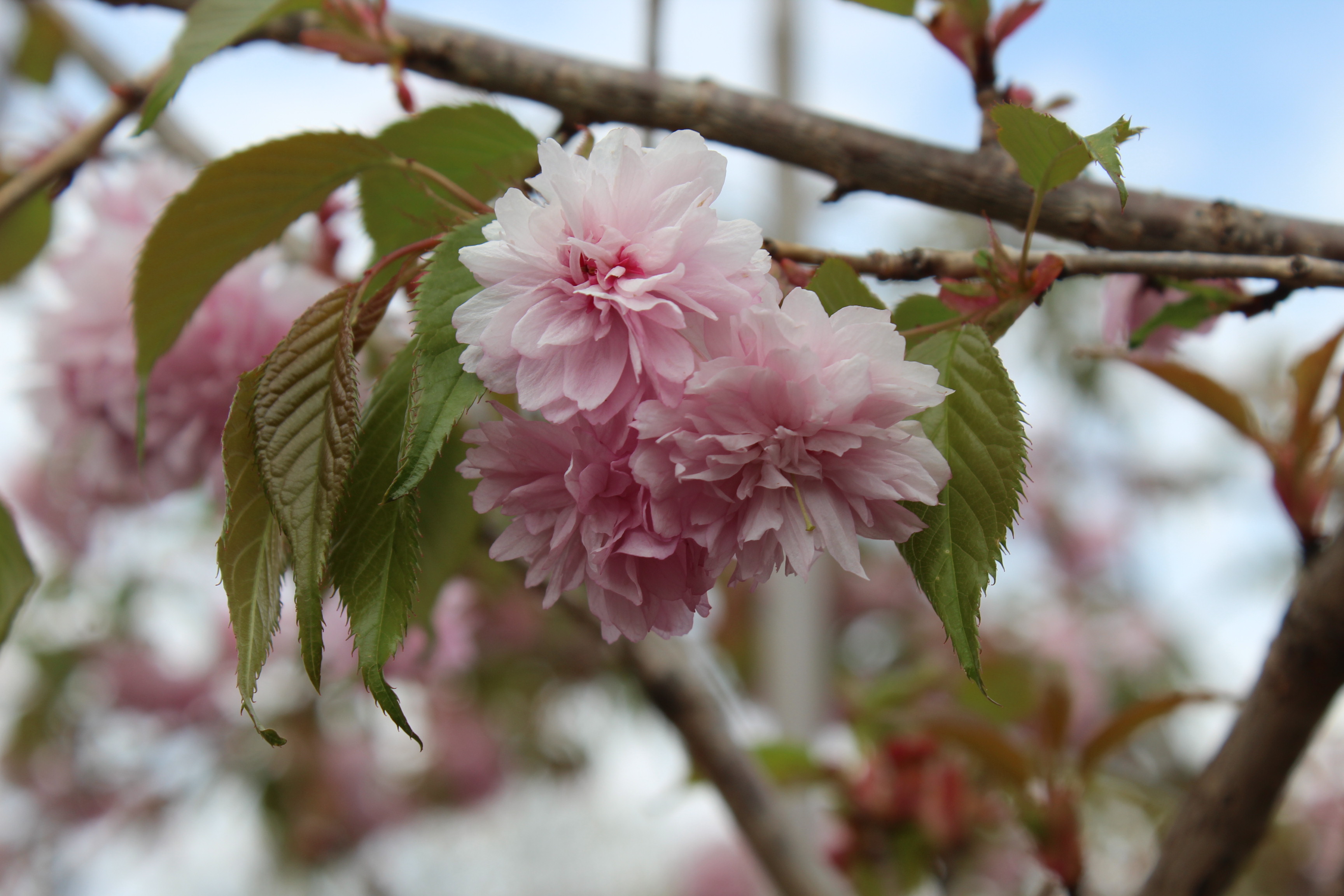 We take you inside of North Dayton Garden Center with center co-owner Rick Kossoudji . Photo by Amelia Robinson