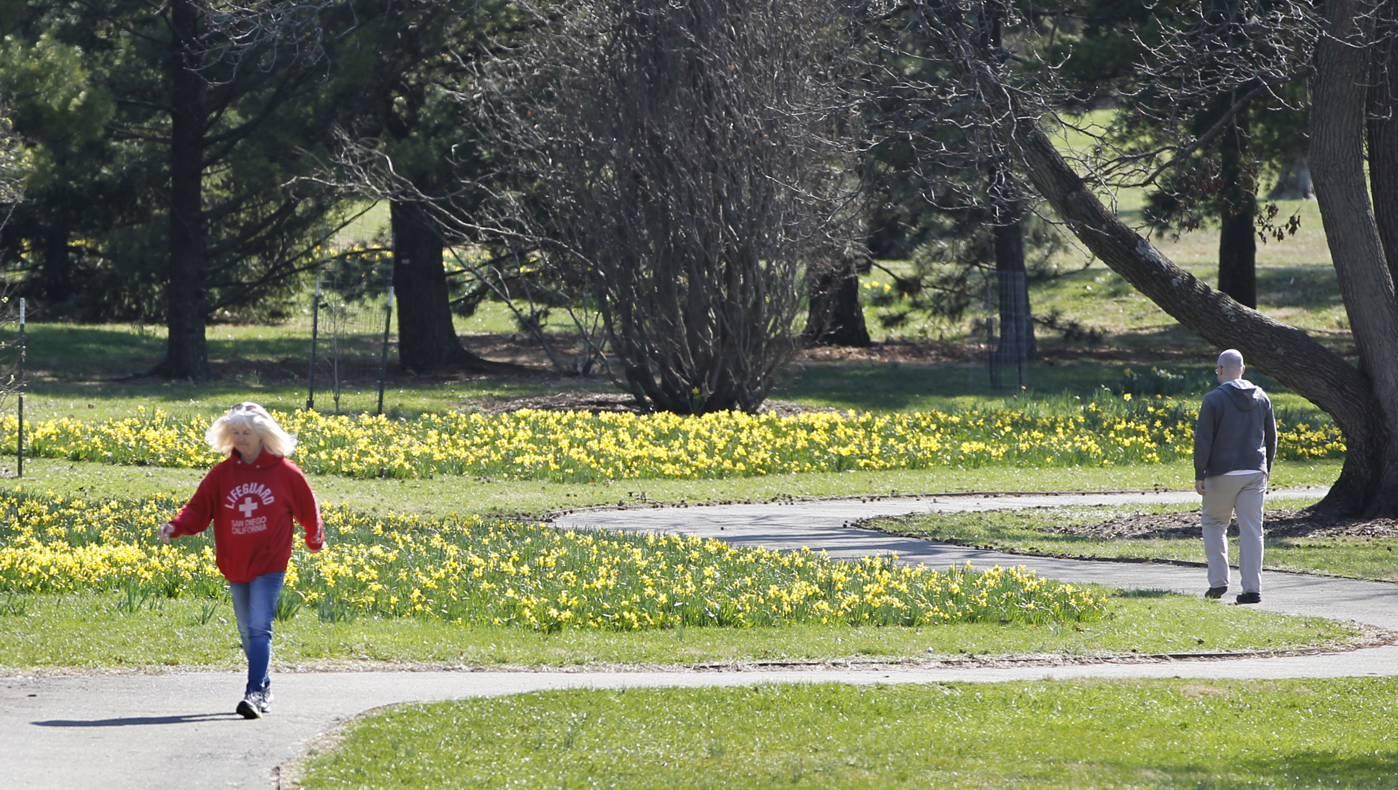 Spring flowers bloom at Cox Arboretum MetroPark. LISA POWELL / STAFF