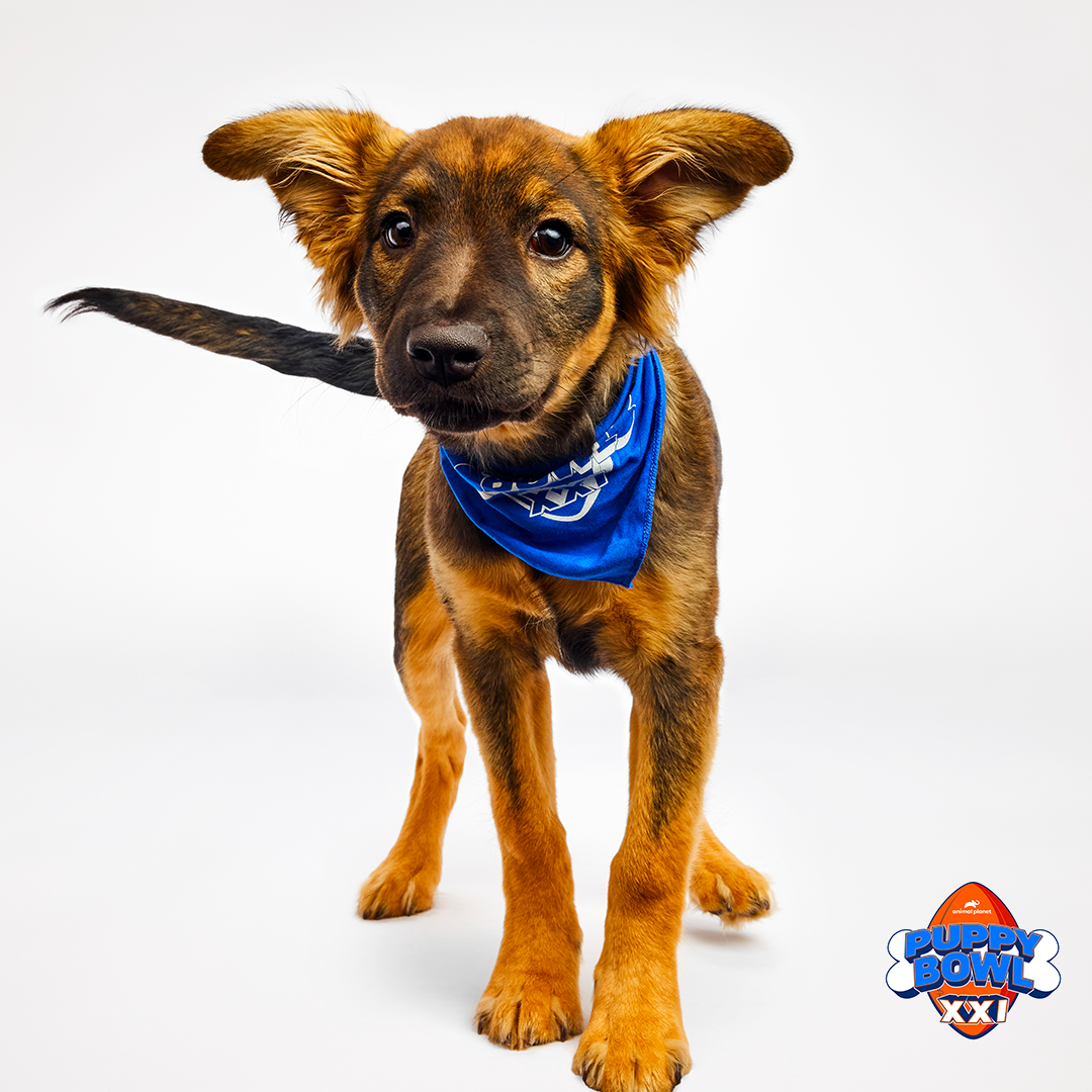 Puppy Bowl XXI: Three former Dayton Humane Society pups to compete