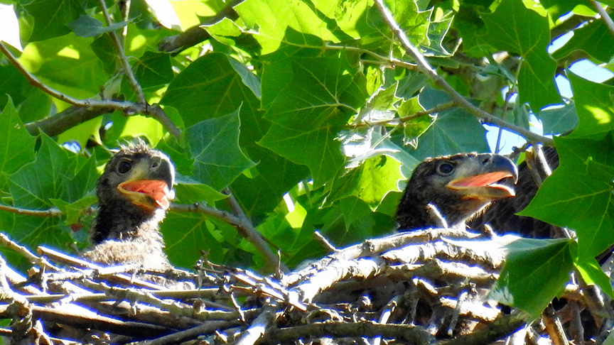 The pair of eaglets were photographed at Carillon Historical Park on on June 3. One of the eaglets disappeared soon after. Itâs unknown if its disappearance was caused by the hawks, great horned owls, sibling rivalry or a storm that may have blown it from the nest. PHOTO COURTESY OF JIM WELLER