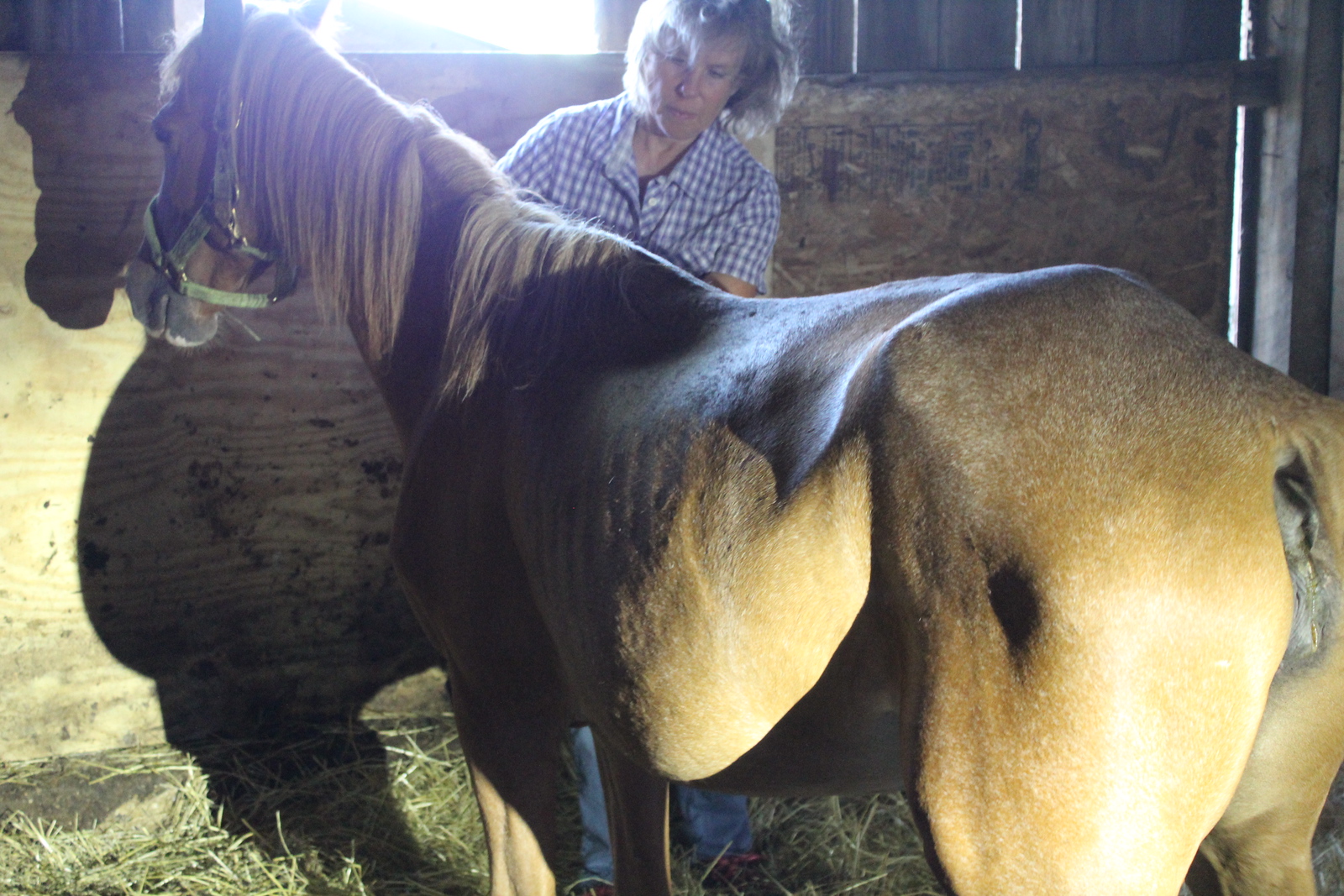 Humane agents seized 43 farm animals in July 2022 found malnourished and living in deplorable conditions on a Germantown property. CONTRIBUTED