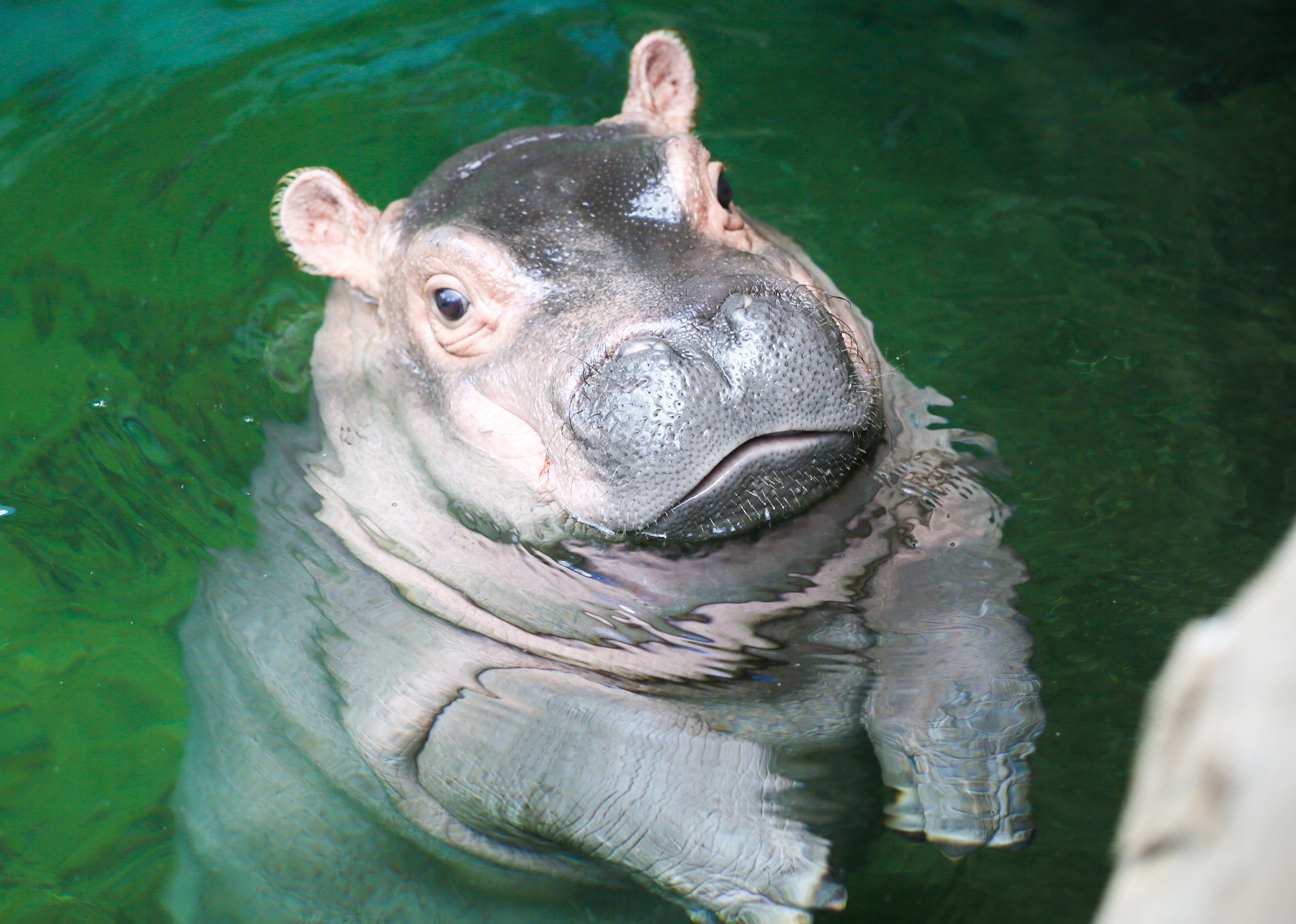 The Cincinnati Zoo and Botanical Garden has decided its popular baby hippo is ready for her close-up. Fiona is making her news media debut Wednesday evening with cameras rolling as she navigates the 9-foot-deep Hippo Cove pool. The zoo emphasizes she isnât ready for public display yet, but the media-only event is a step toward that. GREG LYNCH / STAFF