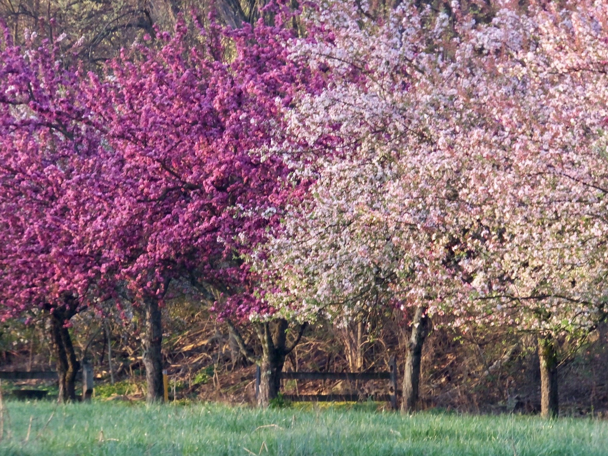 Barb Bayliff of Harrison Twp. took this photo of a row of crabapples trees, showy in the Easter colors of purple and pink on April 12th at Wegerzyn Gardens MetroPark in Dayton.
