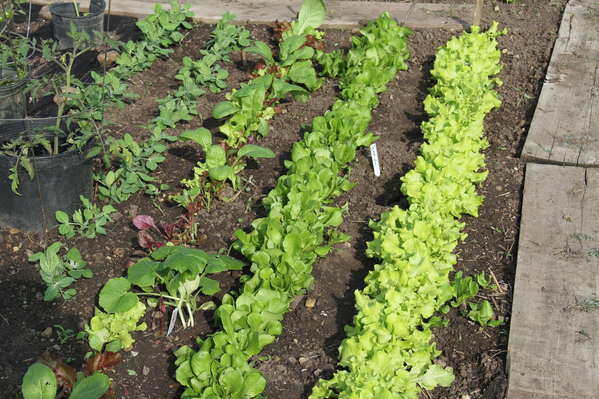 Tips for starting a vegetable garden in Ohio