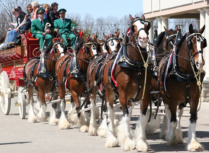 The Budweiser Clydesdales are coming to Dayton on Wednesday, March 28. This photo was taken during a visit to Trenton, Ohio in 2015. FILE