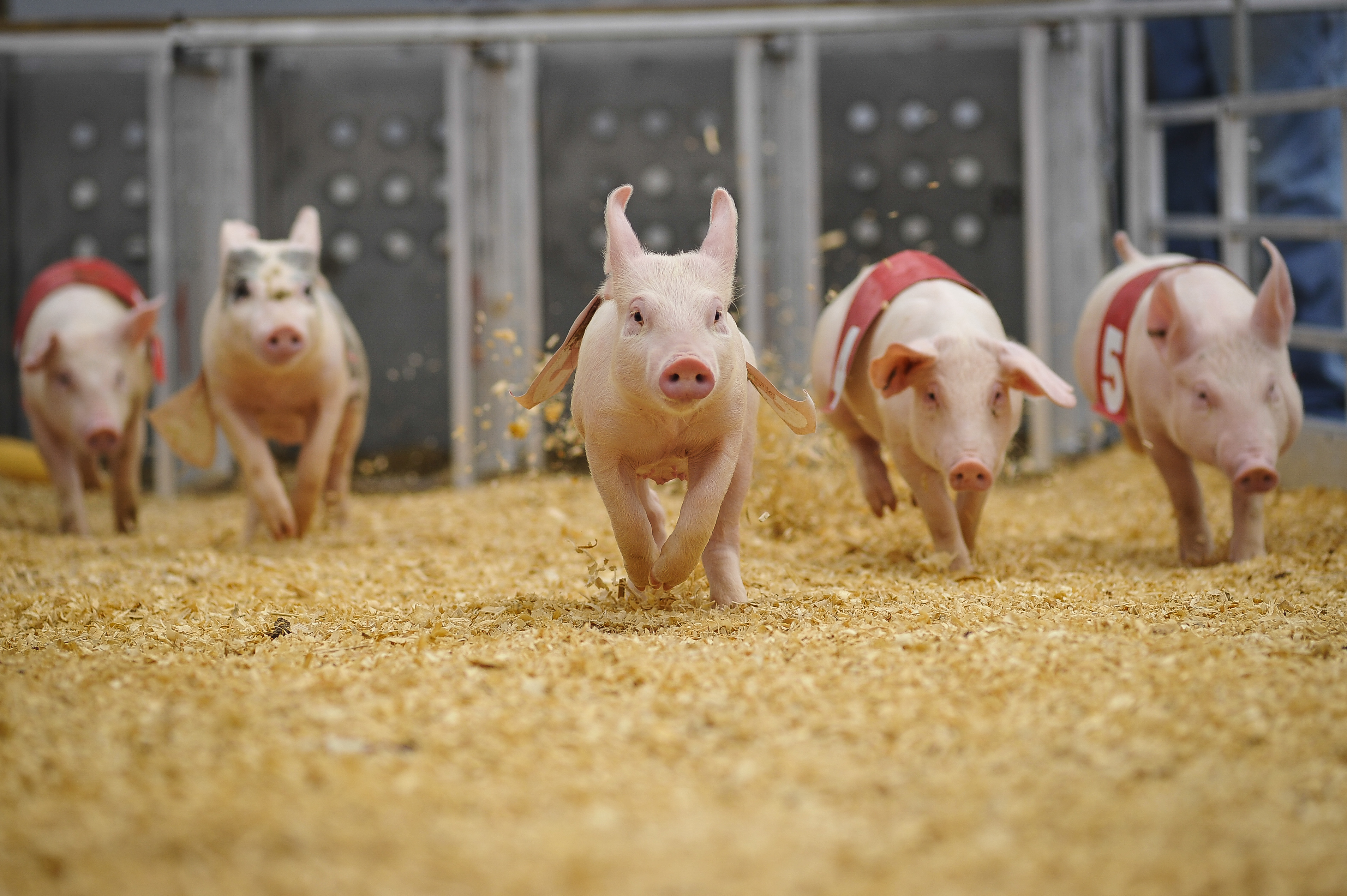 Little porkers race at the Ohio State Fair pig races