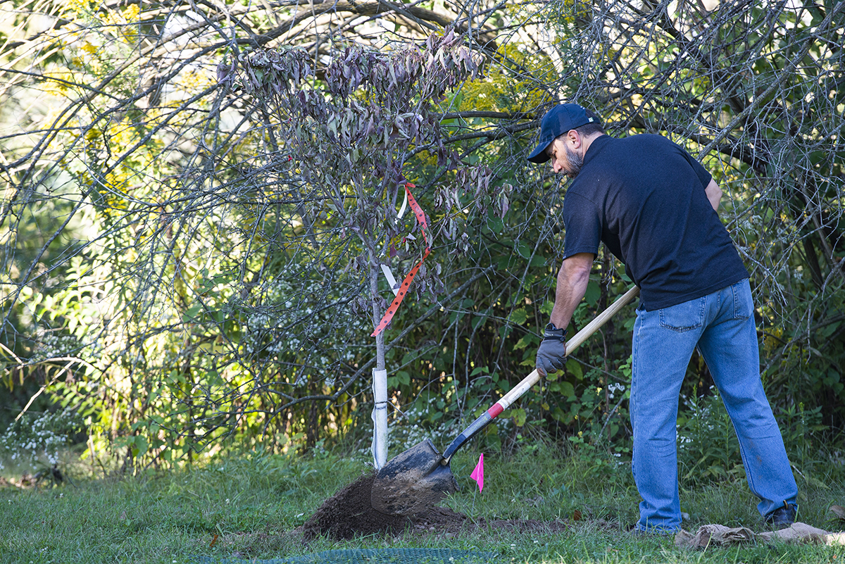 A volunteer shovels dirt into the hole where a new tree was just placed Oct. 1 at the Wright Brothers Memorial on Wright-Patterson Air Force Base. U.S. AIR FORCE PHOTO/WESLEY FARNSWORTH