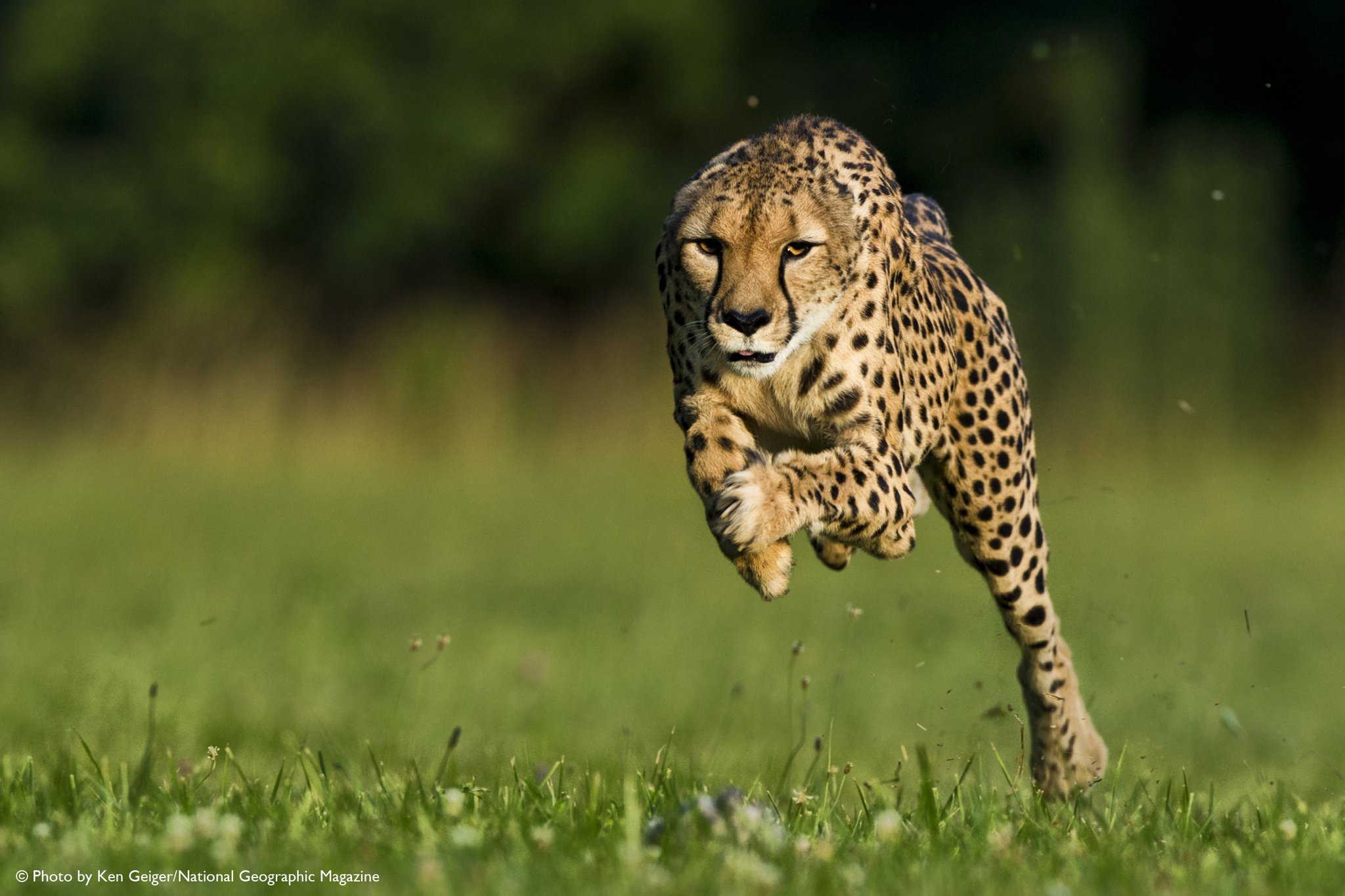 Meet the newest cheetah cub and ambassador at Zoo Miami