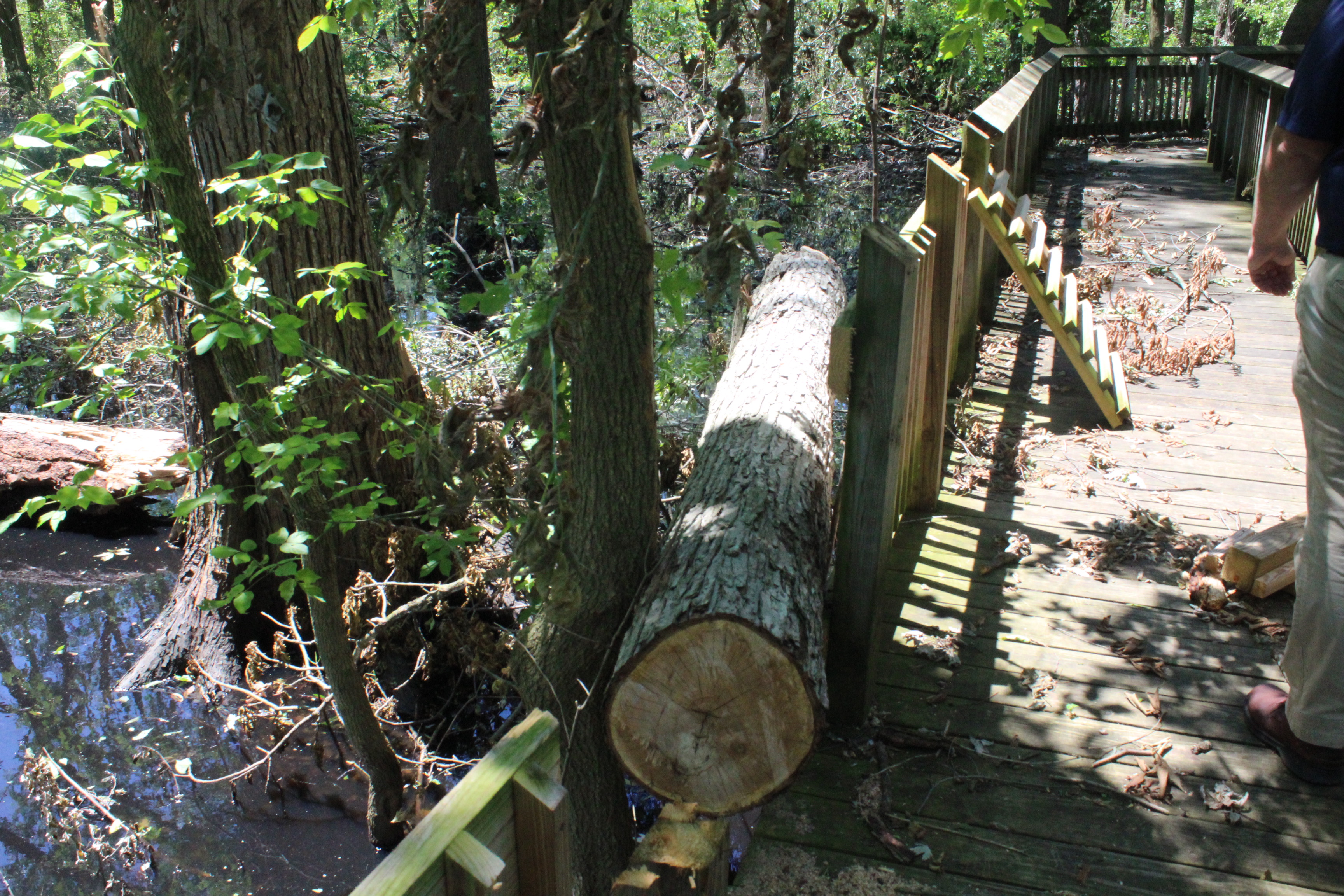 Parts one of the dayton area favorite parks suffered damage described as minor to extraordinary during the Memorial Day tornadoes. The wooden boardwalk bridge in Wegerzyn Gardens MetroPark’s The Swamp Forest was seriously damaged by the strongest of the 15 Memorial Day tornadoes to hit the Dayton area. It will be closed for the foreseeable future. Photo: Amelia Robinson