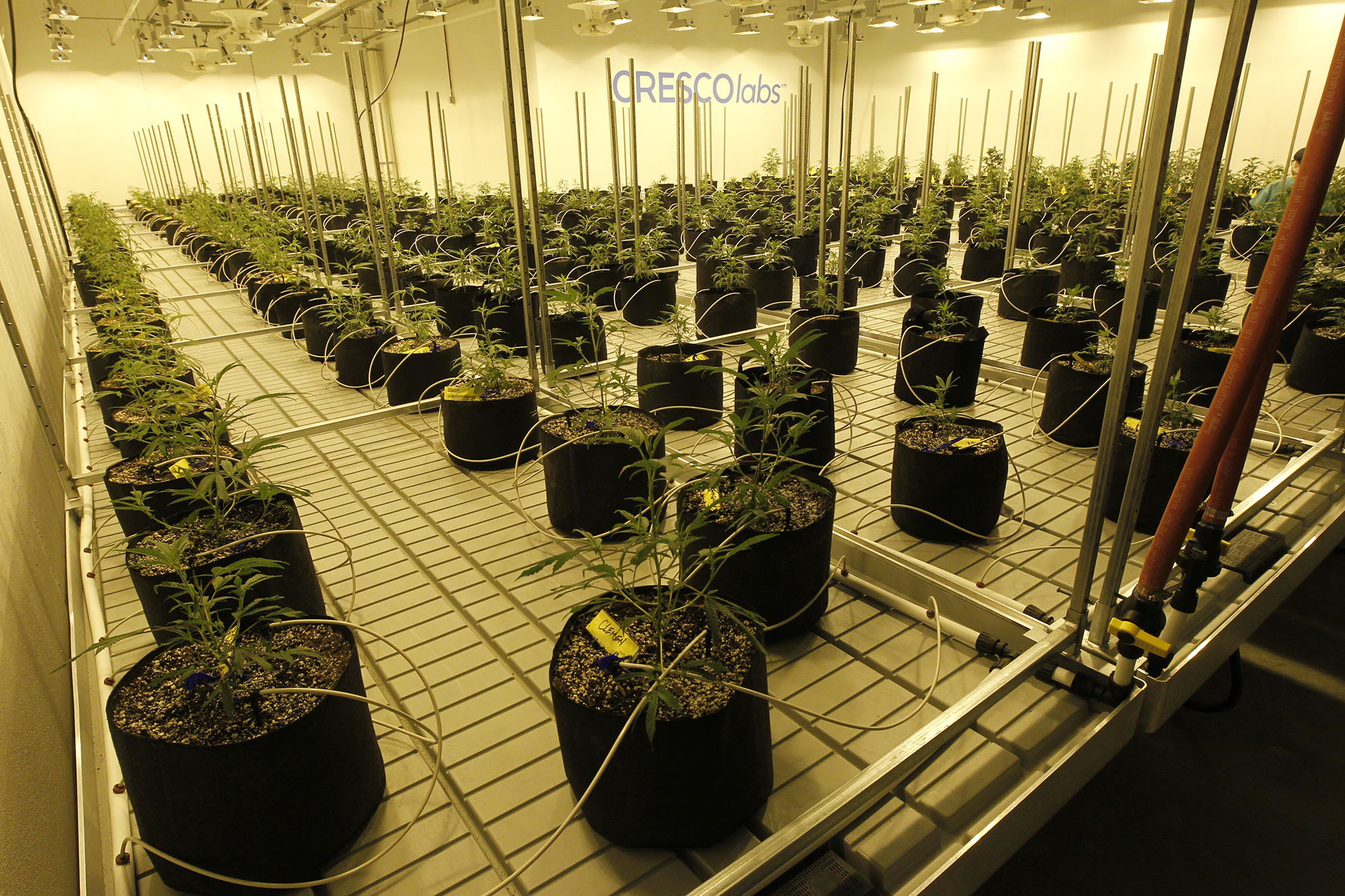 Medical marijuana cultivator and processor Cresco Labs, hosted a ribbon cutting at its Yellow Springs facility on Monday to mark the first cultivation of plants. Marijuana plants inside the building. TY GREENLEES / STAFF