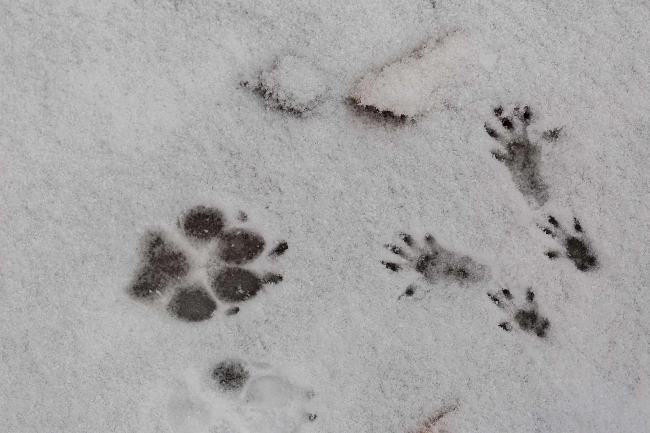 Snow helps track what wildlife are roaming locally