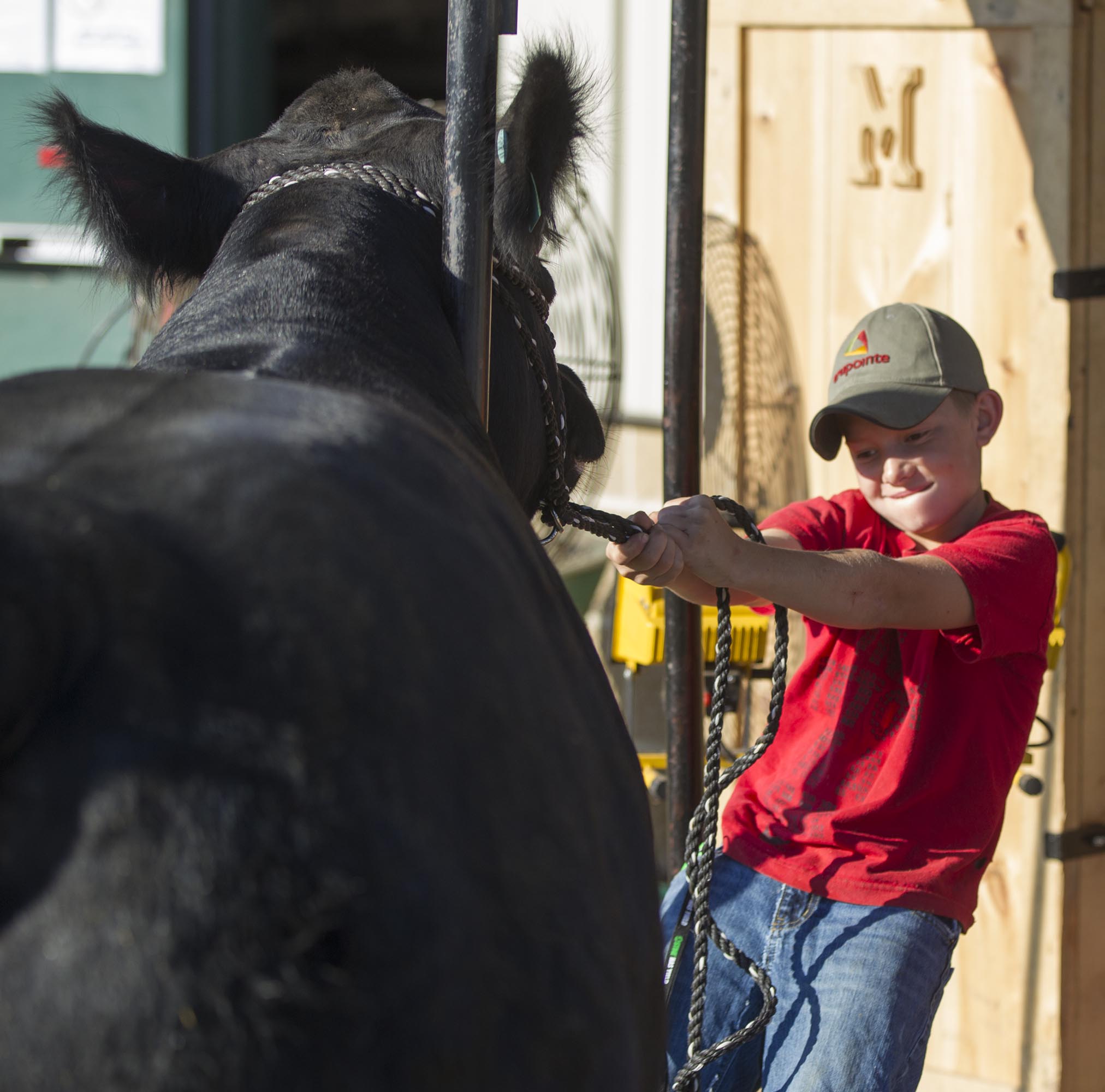 Devon Morris was determined to get his Black Angus bull Pete into the stanchion at the Greene County Fair which runs through August 3 at the Greene County Fairgrounds in Xenia. TY GREENLEES / STAFF