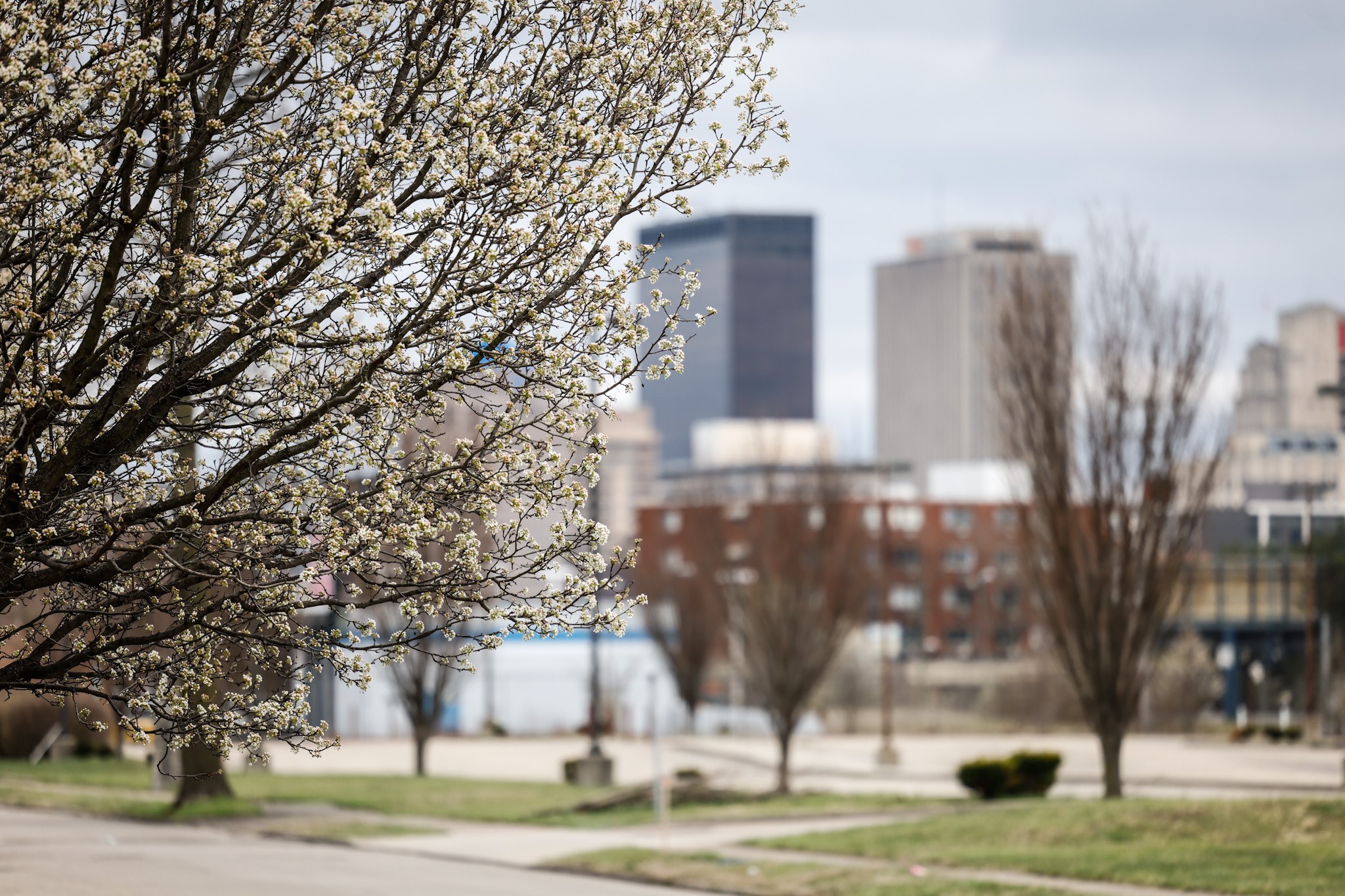 Ohio is banning the Bradford Pear trees from being planted in 2023. The trees have beautiful white blossoms in the Spring but they are extremely aggressive, non-native species. JIM NOELKER/STAFF