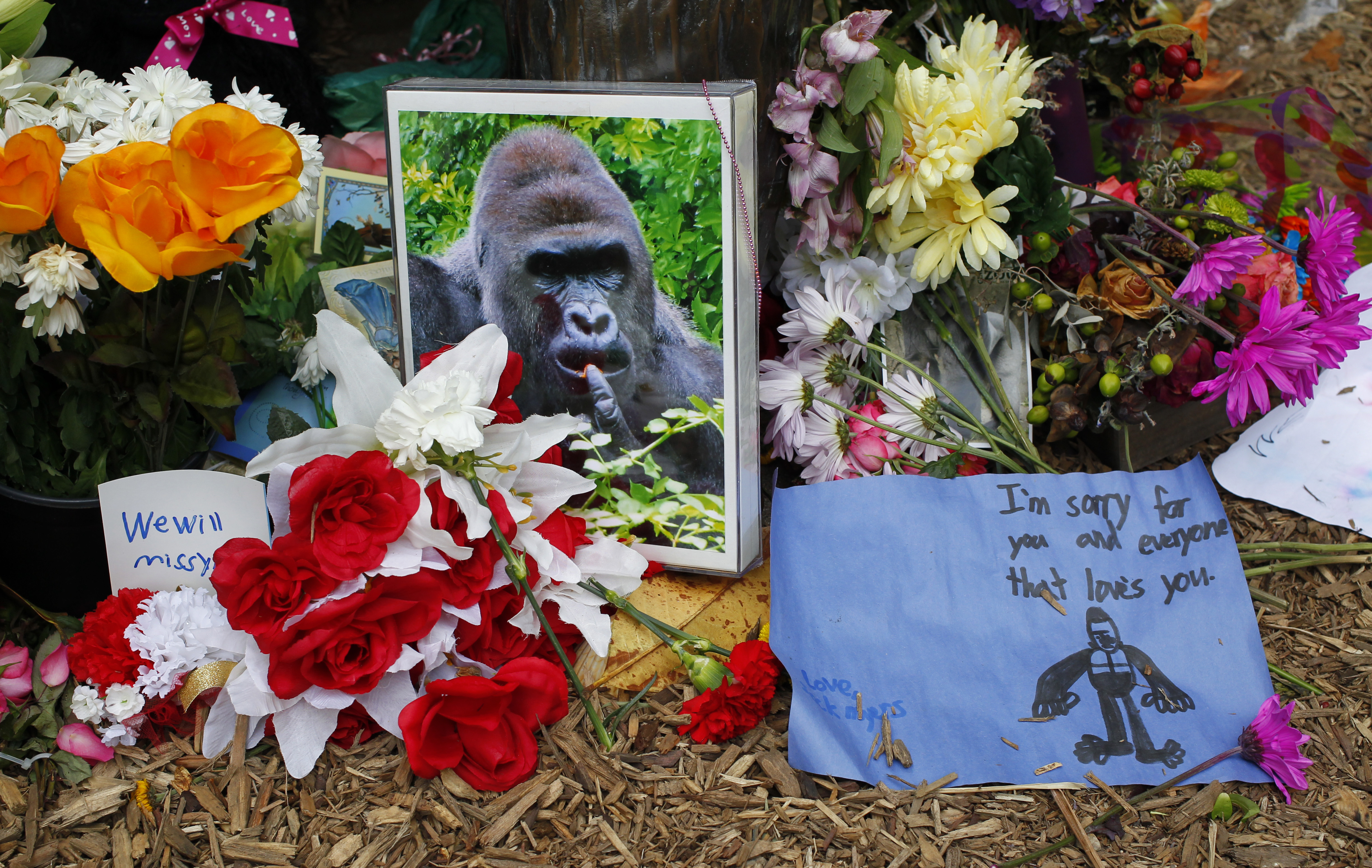 Can the Bengals break the Harambe Curse? 