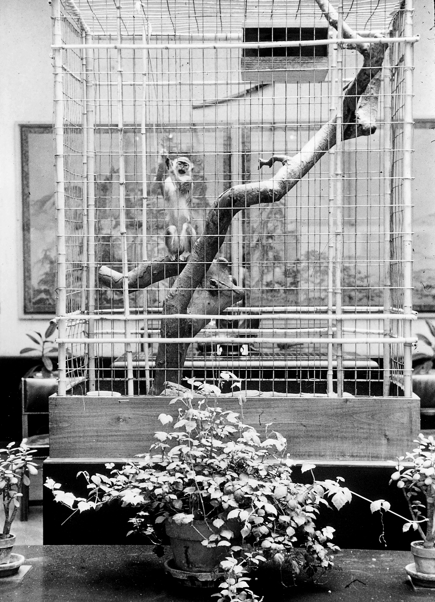 Skipper, a small monkey, was a popular draw to the Dayton Art Institute. Siegfried R. Weng, who at age 25 became the museums first director, created a zoo to draw visitors to the sparsely filled art museum during the gloomy 1930s and 1940s. DAYTON ART INSTITUTE
