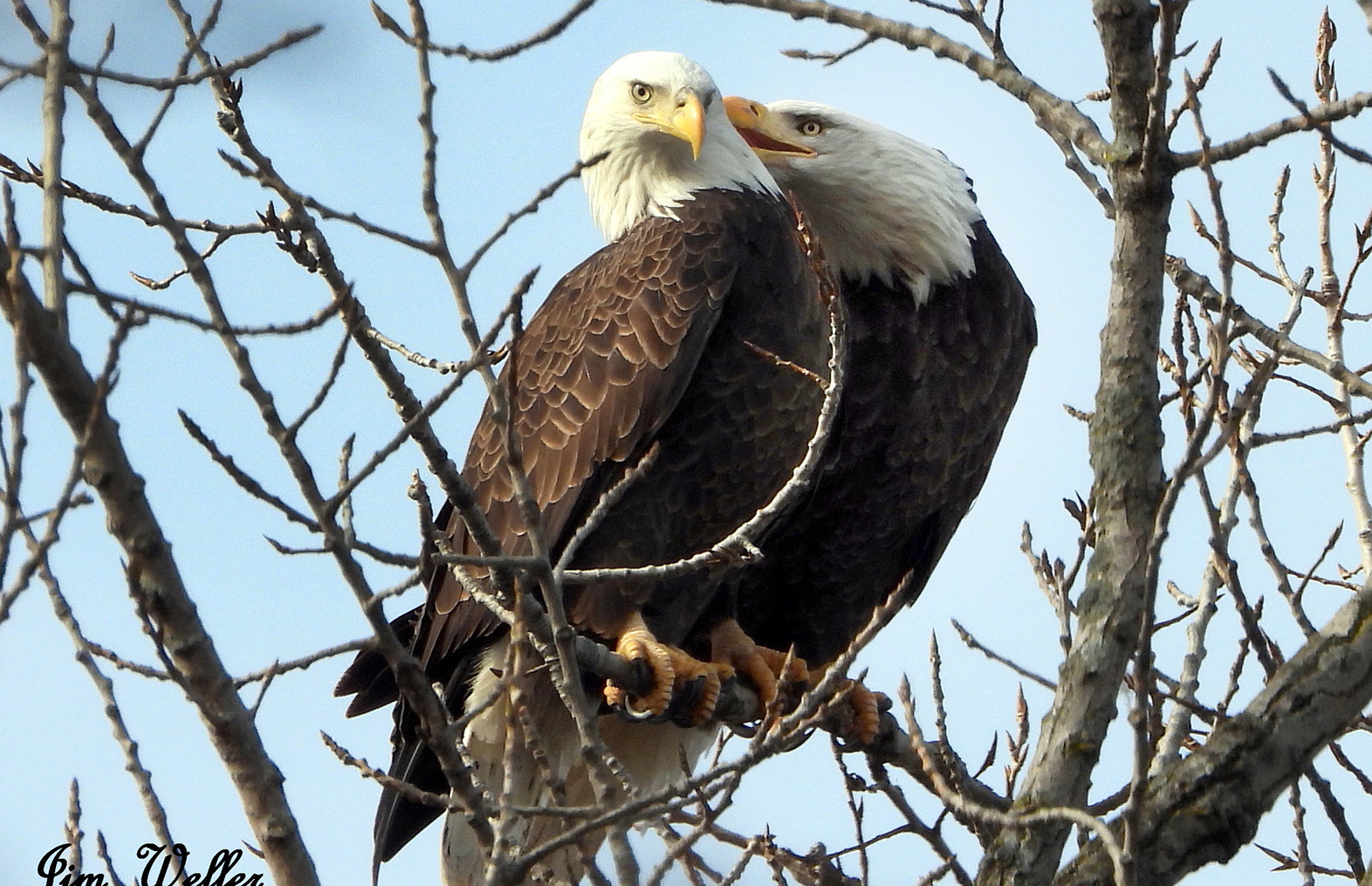 Orv and Willa are pair-bonded eagles, meaning mates for life. The eagles have returned to Carillon Historical Park in 2019. PHOTO COURTESY OF JIM WELLER