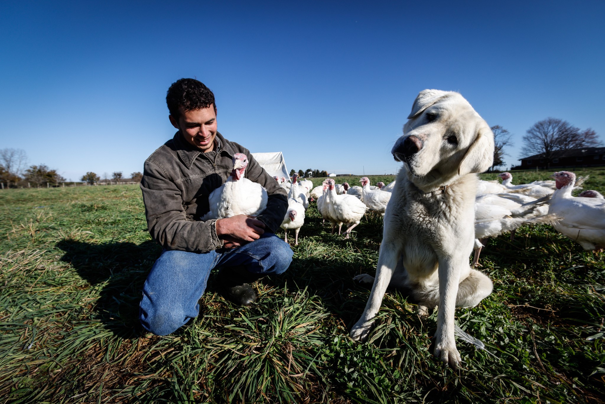 Grass farmer, John Filbrun and his Anatolian Shepard guard dog, Aspen Cove in one of their fields near West Alexandria. JIM NOELKER/STAFF