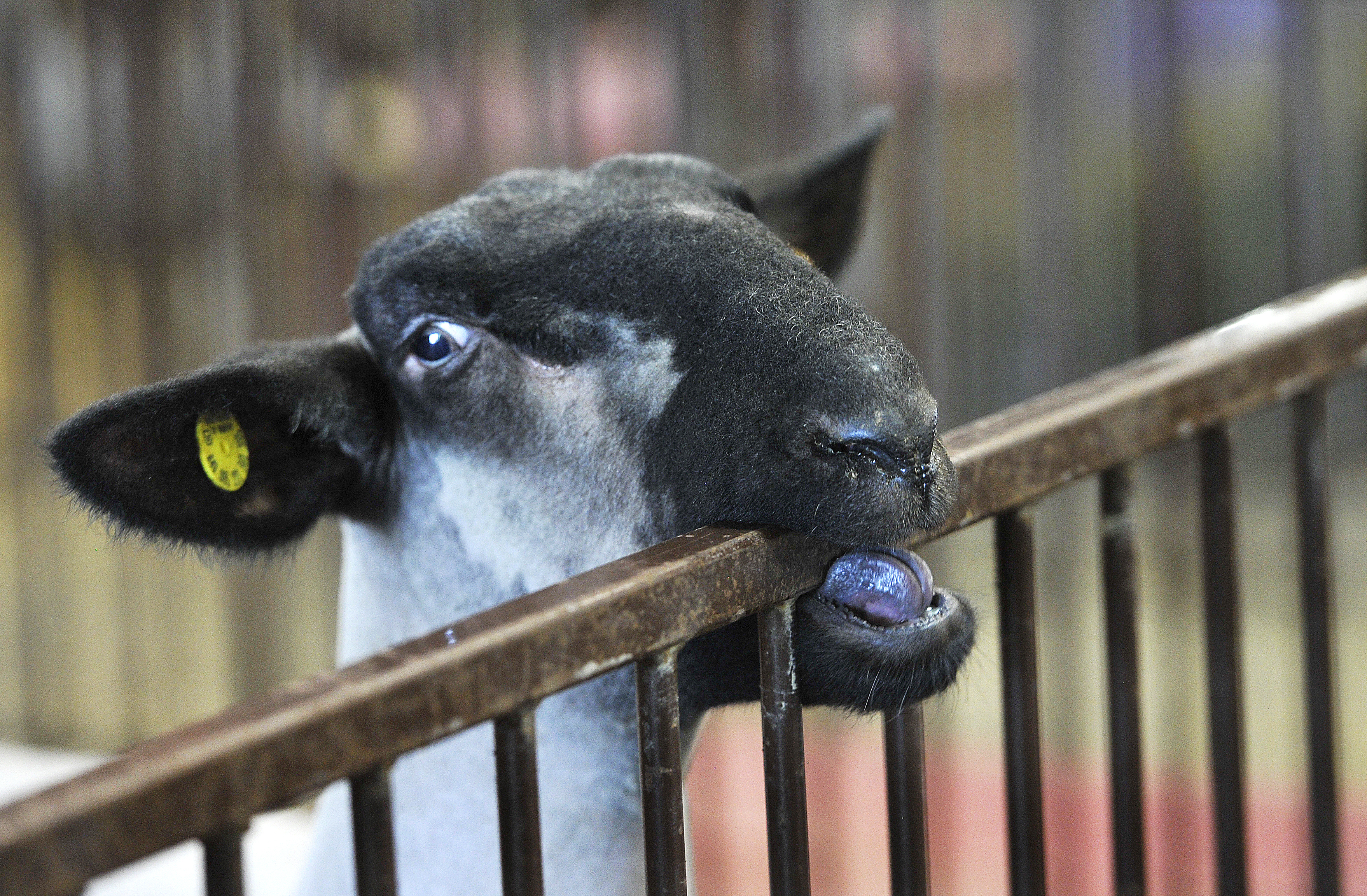 A lamb tries to eat its way out of its pen at the Greene County Fair Wednesday.  MARSHALL GORBYSTAFF