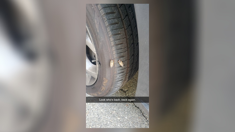 Andy Carter submitted this photo to the Dayton Daily News of two cicadas on a tire in Kettering in the Hills and Dales neighborhood.