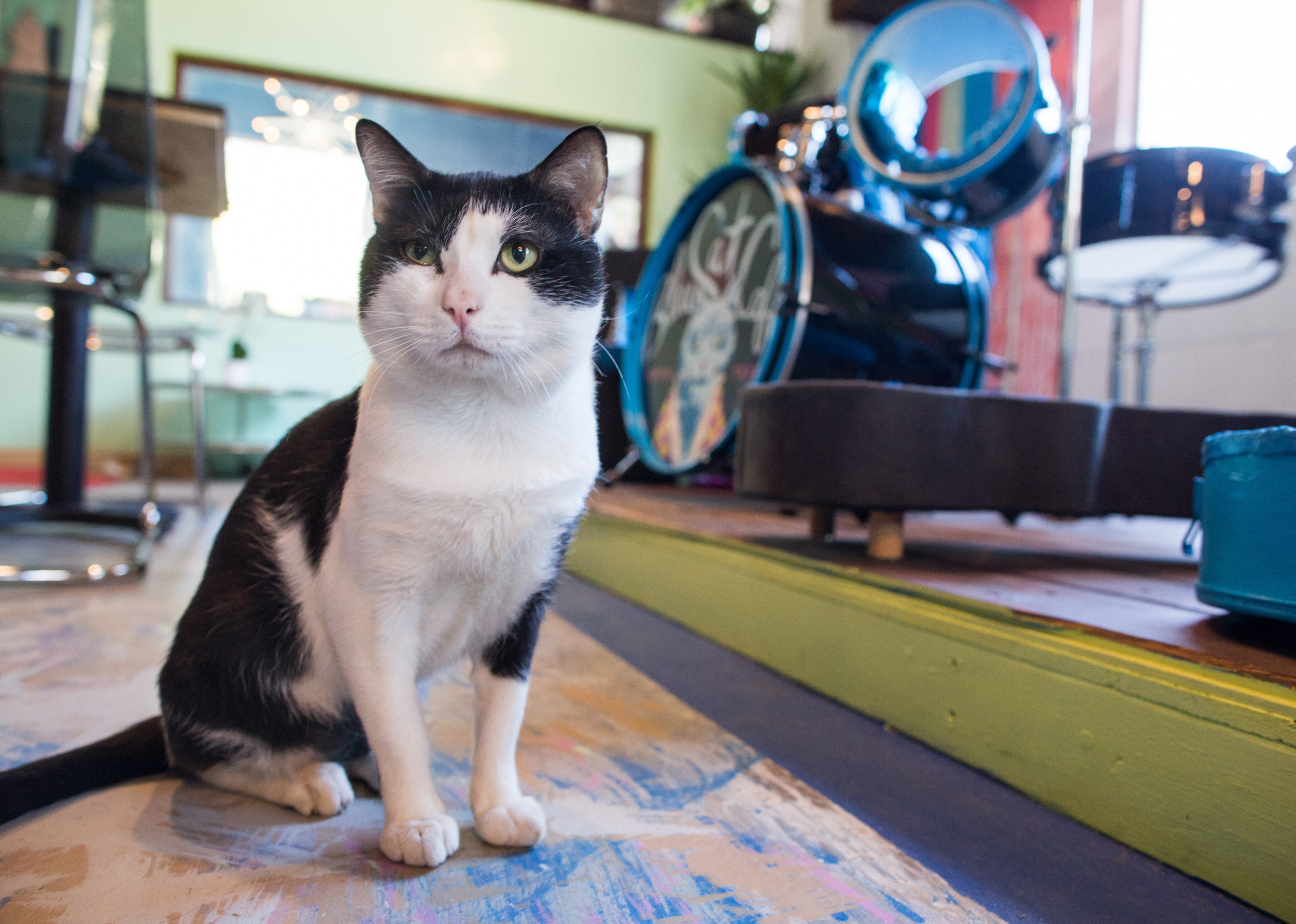 Coffee and cats? Sign us up. This is a look inside East Austins Blue Cat Cafe, a cat-themed restaurant with adoption services on-site. A cat cafe is coming soon to Dayton. PHOTO BY THE AUSTIN AMERICAN-STATESMAN