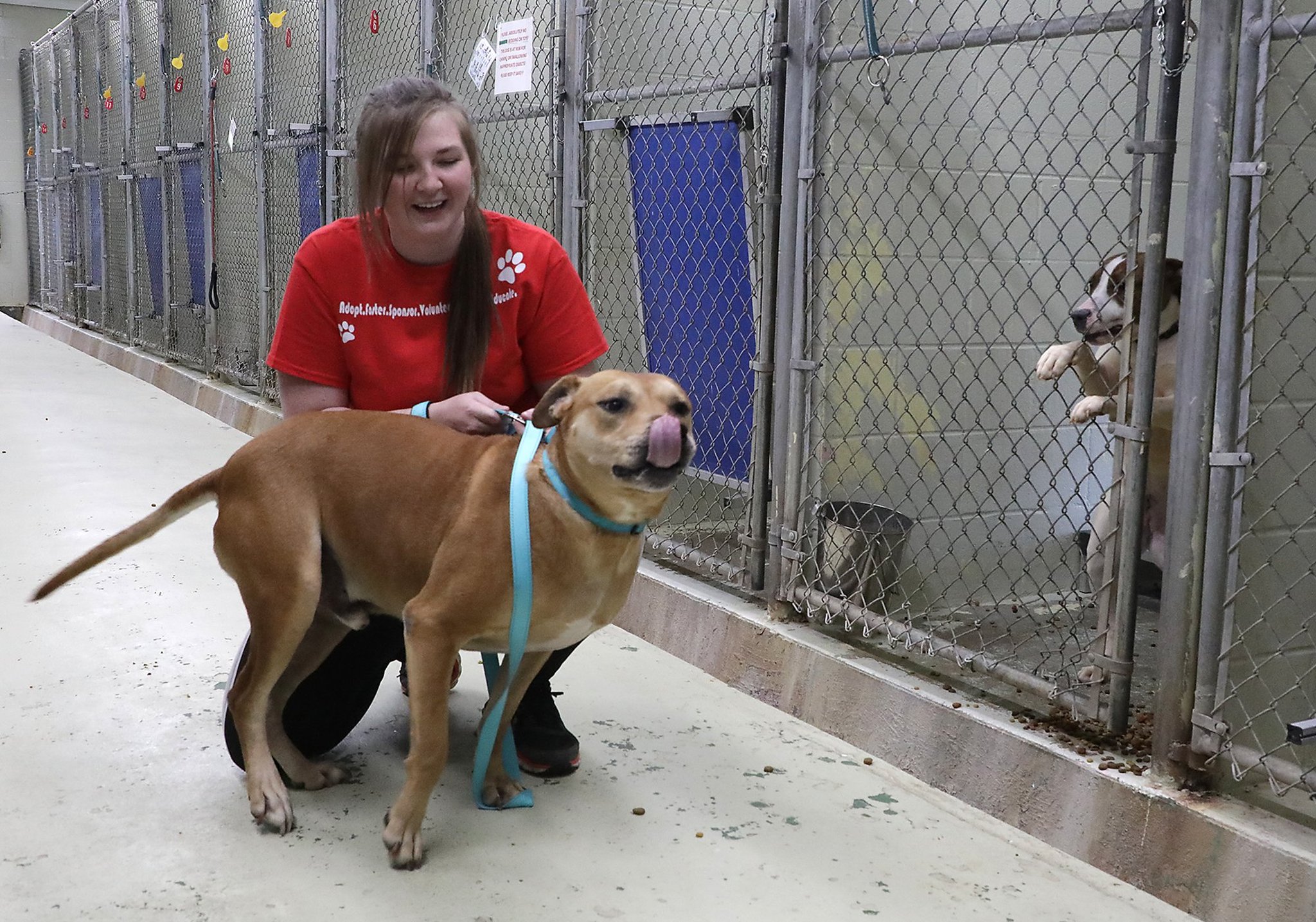 Some Clark, Champaign animal shelters open, others remain closed