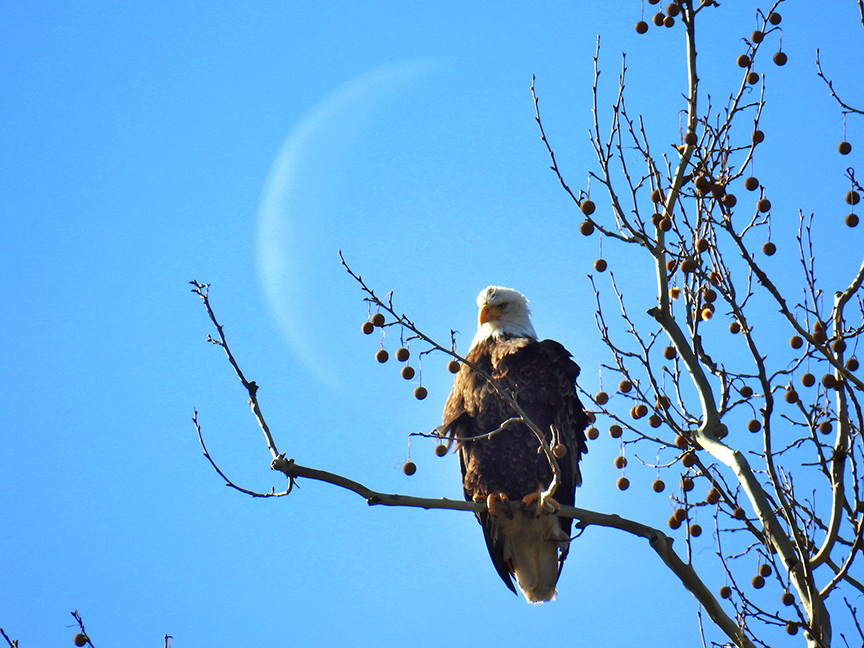 Bald eagles in Dayton, Ohio Get rare glimpse at Carillon park