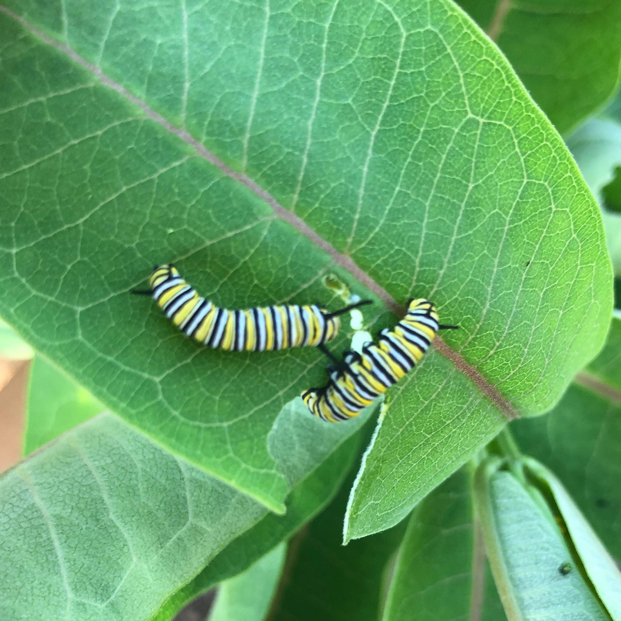 A crop of butterflies will hatch in Aullwood Audubon’s new Monarch House. It is filled with nectar flowers and a dozen types of milkweed plants – native and exotic species – and is home to 35 caterpillars. CONTRIBUTED PHOTO / AULLWOOD AUDUBON