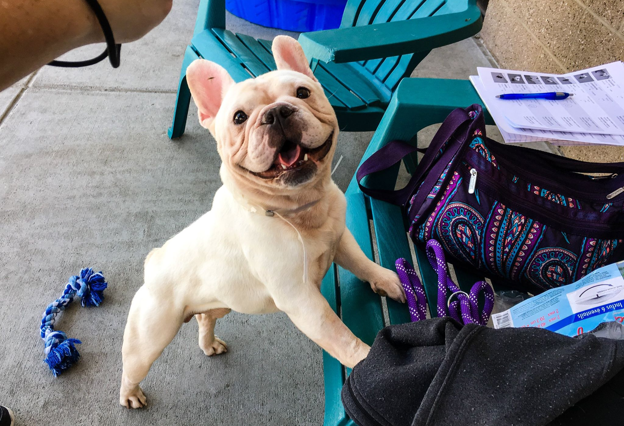 French Bulldog Rescue Network - Last chance to purchase some pawsome toys  for your pups and support FBRN! My Dog Toy will be donating 20% of proceeds  to FBRN through tomorrow, 8/31!