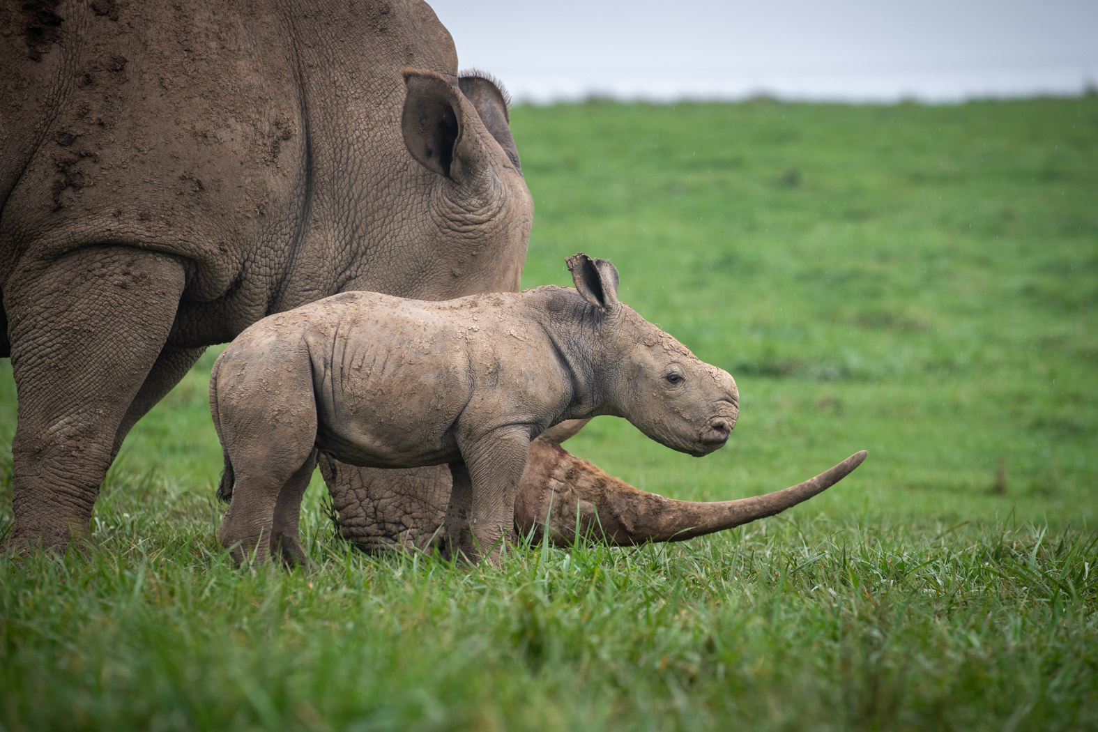 Baby southern white rhinoceros born at The Wilds on Oct. 5 in Cumberland,  Ohio near Columbus