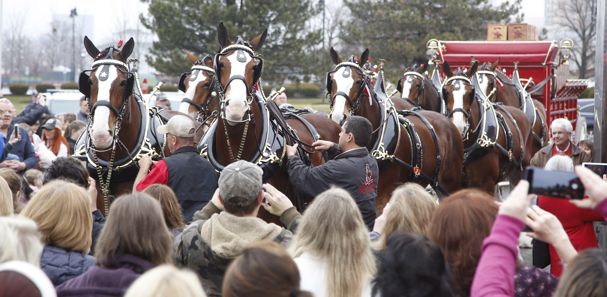 The Budweiser Clydesdale hitch team visited Dayton on Wednesday to deliver beer to several businesses on Brown Street. TY GREENLEES / STAFF
