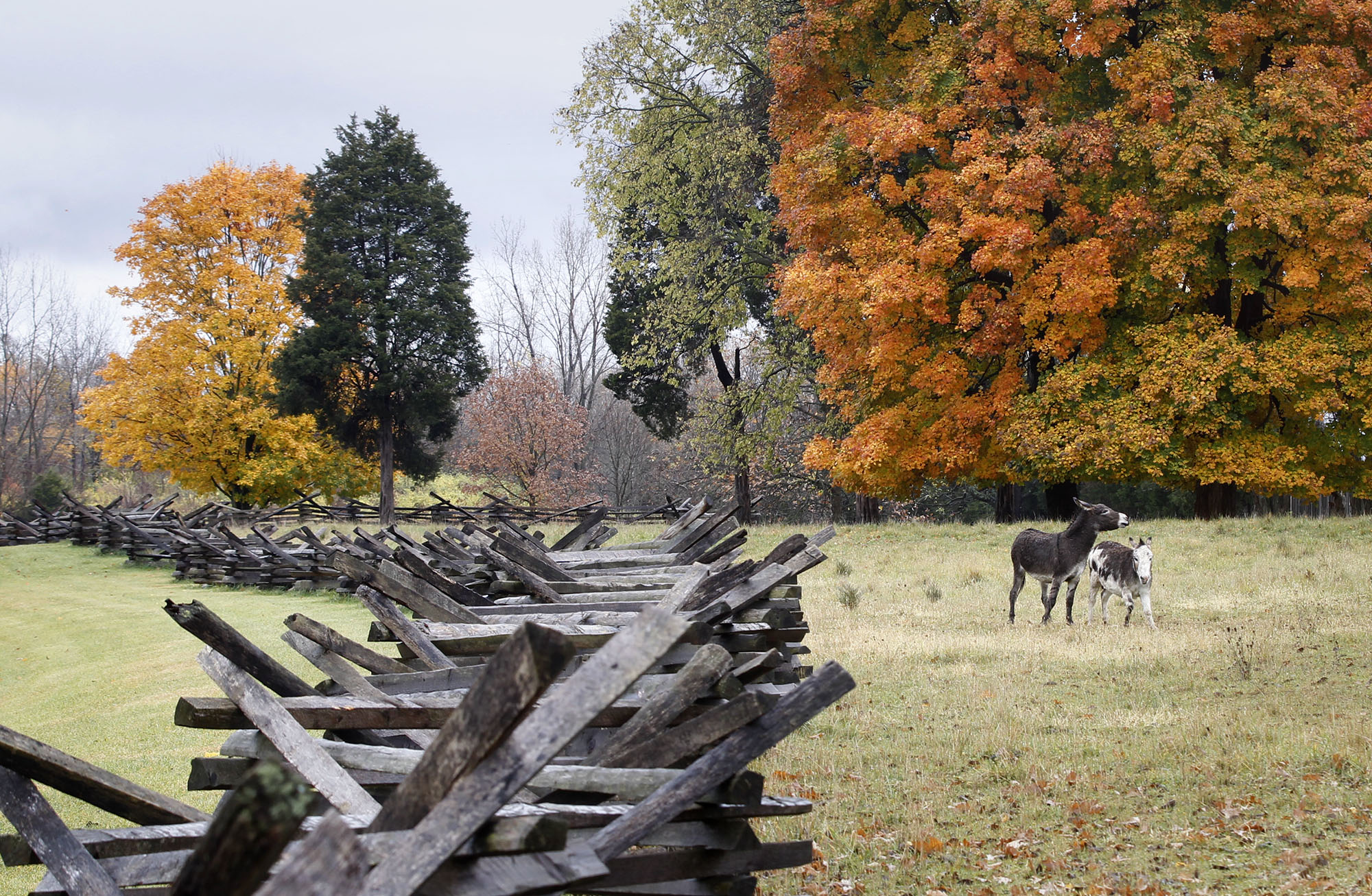 Two donkeys at Carriage Hill Metropark graze in the pasture surrounded by a split rail fence and brilliant fall colors in October 2015. The picturesque farm park has been a popular place for family photos. TY GREENLEES / STAFF