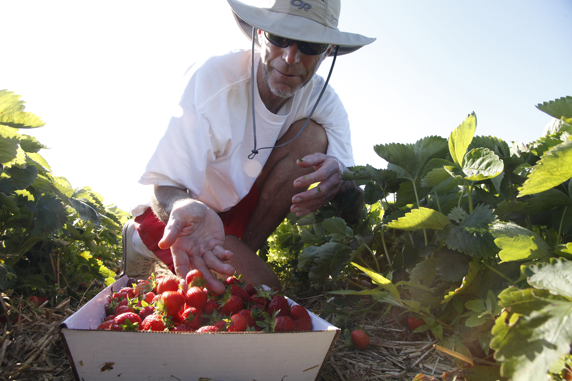 Strawberry pickers from all over southwest Ohio, like Tom Haines from Cincinnati, converge on Stokes Farm in Wilmington to pick their own. Stokes operations manager Mark Stokes said they worked hard to keep the plants safe from the deep freeze and late spring frost which he attributes to a good crop of strawberries this year. TY GREENLEES / STAFF