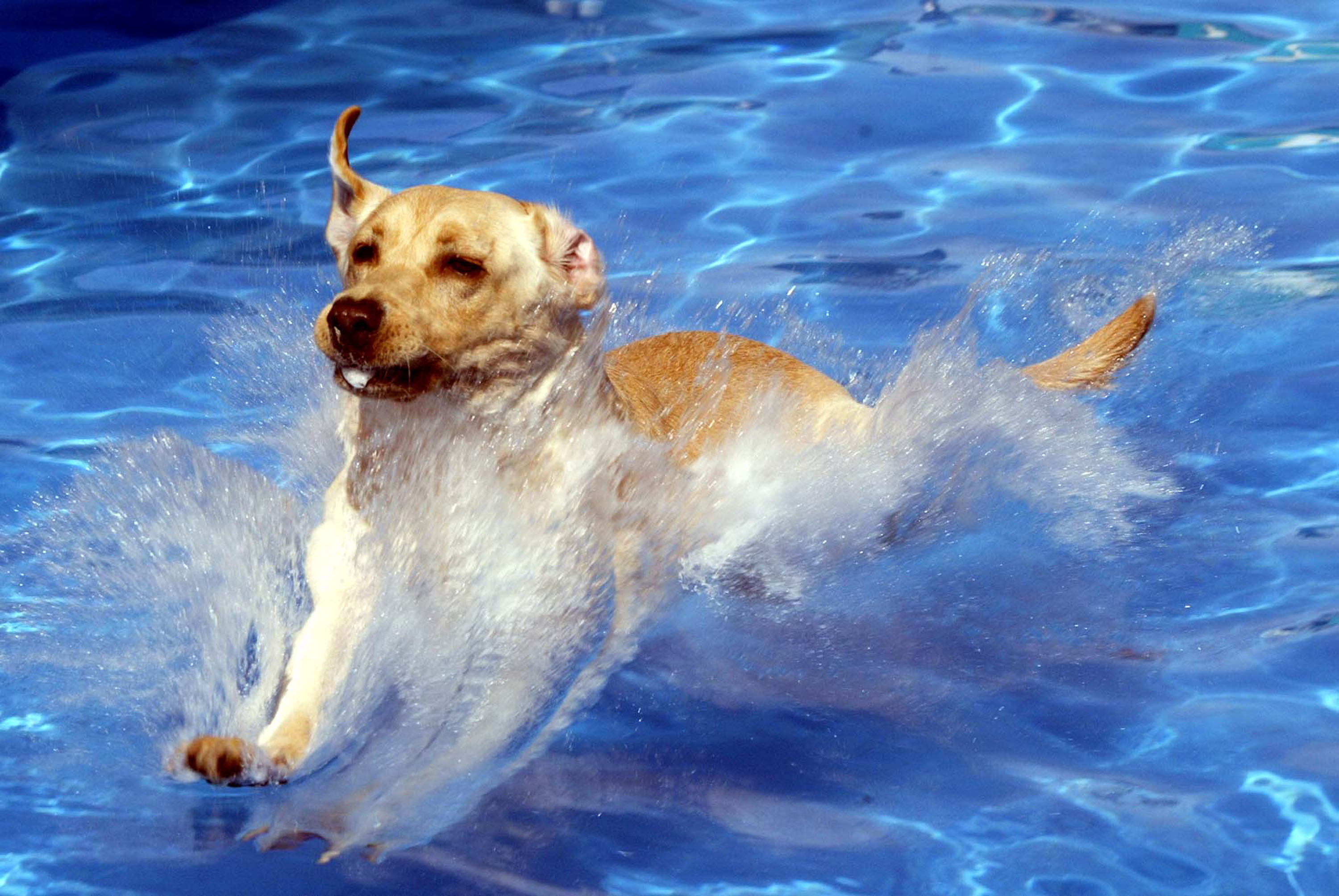Don't miss this year's Splish Splash Doggie Bash at Piedmont Park on Oct. 1-2.