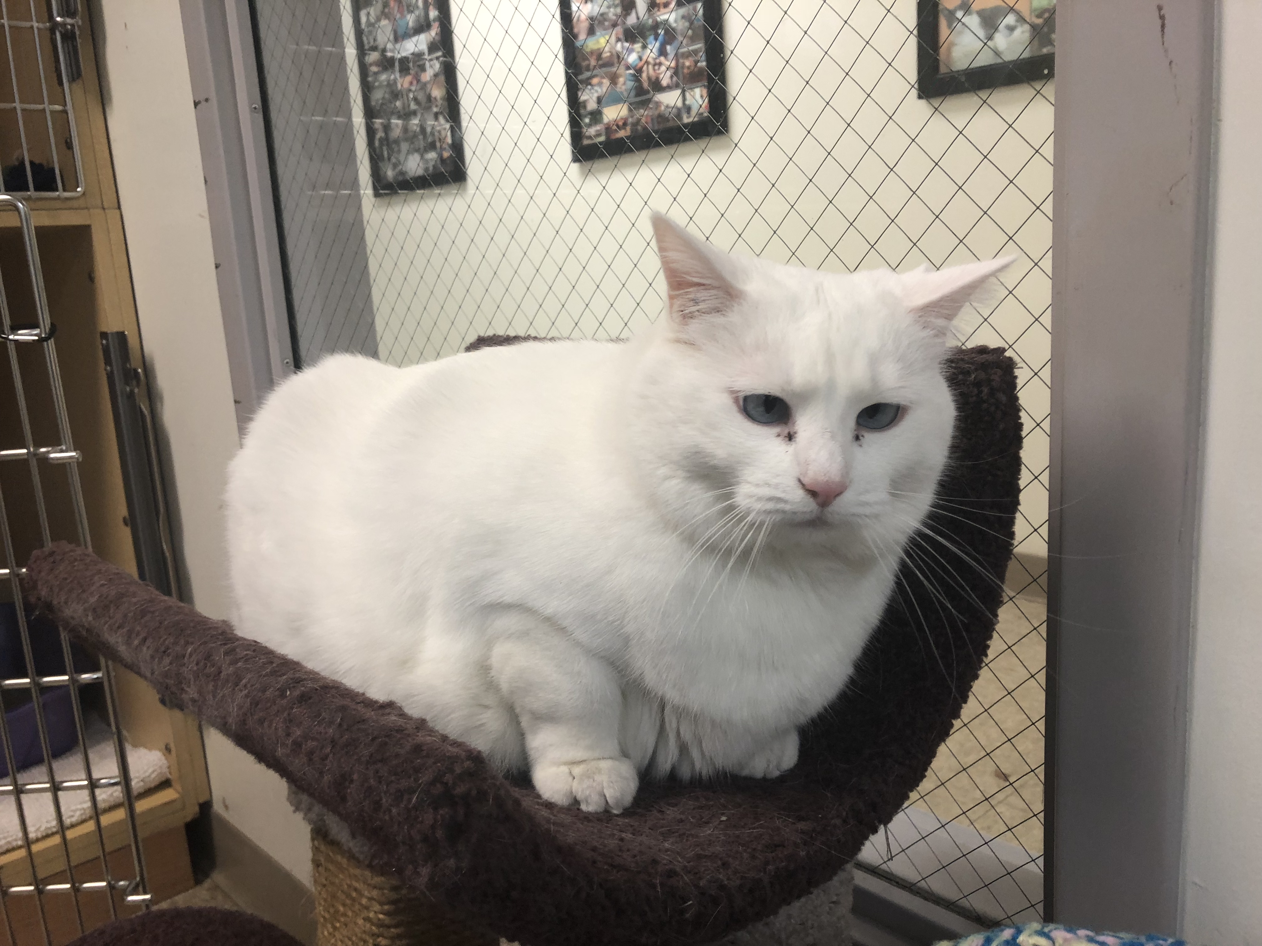 Princess Powderpuff is up for adoption at SICSA Pet Adoption Center. The white cat is 19 pounds and has blue crossed eyes.