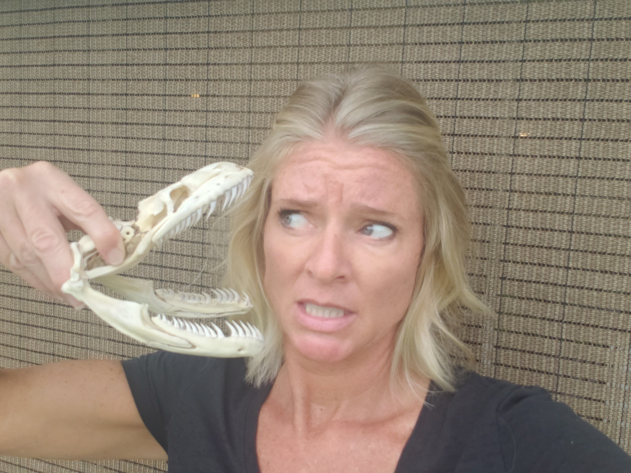 Amy Siewe looking at rows of razor sharp teeth on the skull of the 17-foot-3 inch Burmese python she jumped onto and wrestled into submission last July. The rear slanting teeth make escape impossible for animals the snake bites down on. The jaws are connected by stretchy cartilage that enables a python to swallow an adult deer, bobcat or alligator. CONTRIBUTED
