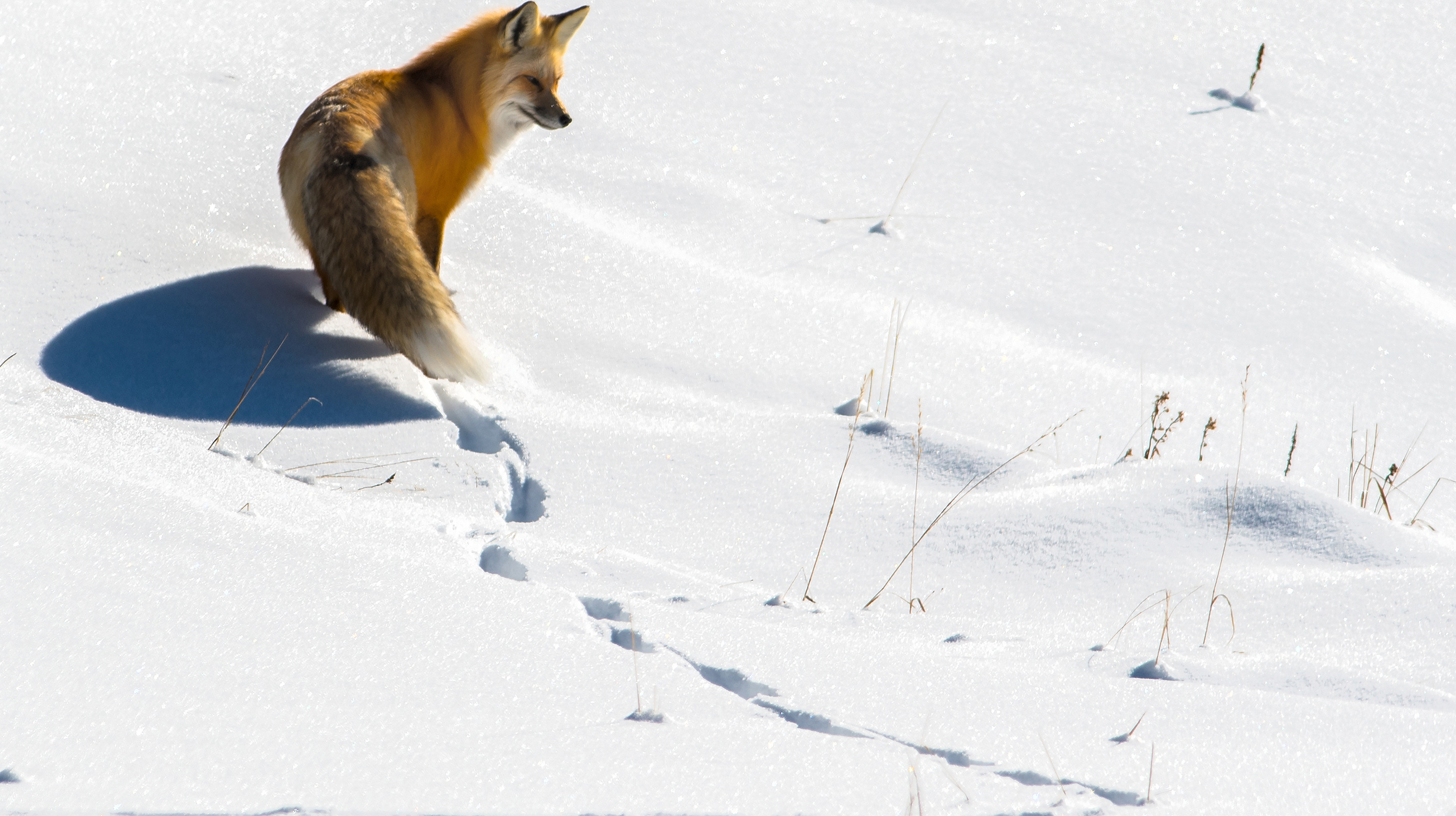 A fox searches for food in the snow along County Road 41 Sunday, Dec. 10, 2017, in State Forest State Park about 20 miles east of Walden, Colo. (Christian Murdock/The Gazette/TNS)