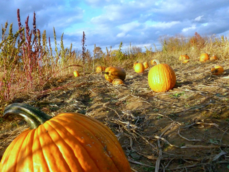 You can buy your pumpkins pre-picked on weekdays at Iron's Fruit Farm, or you can pick your own on weekends. (Source: Facebook)