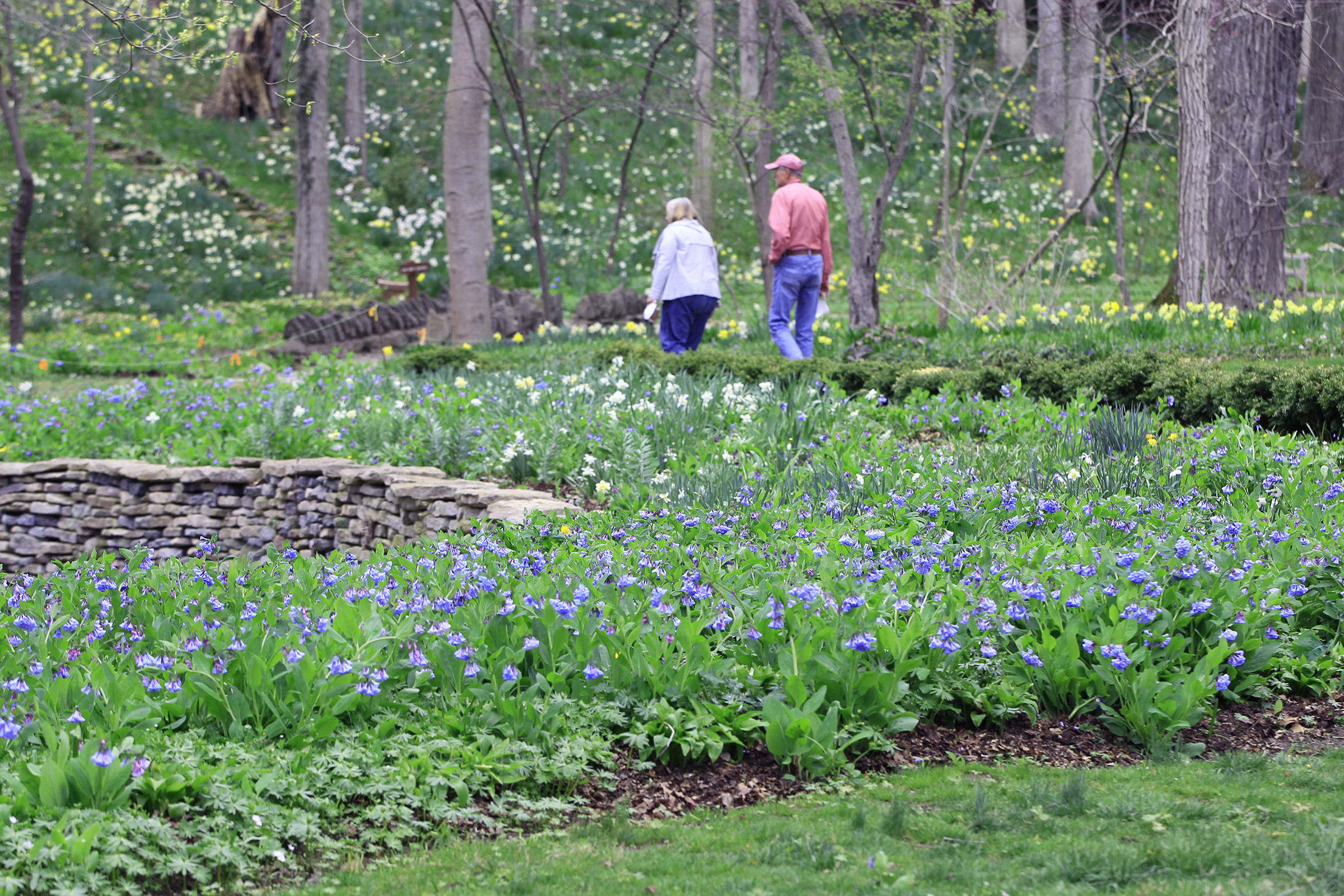 When are the Virginia bluebells blooming at Aullwood Garden