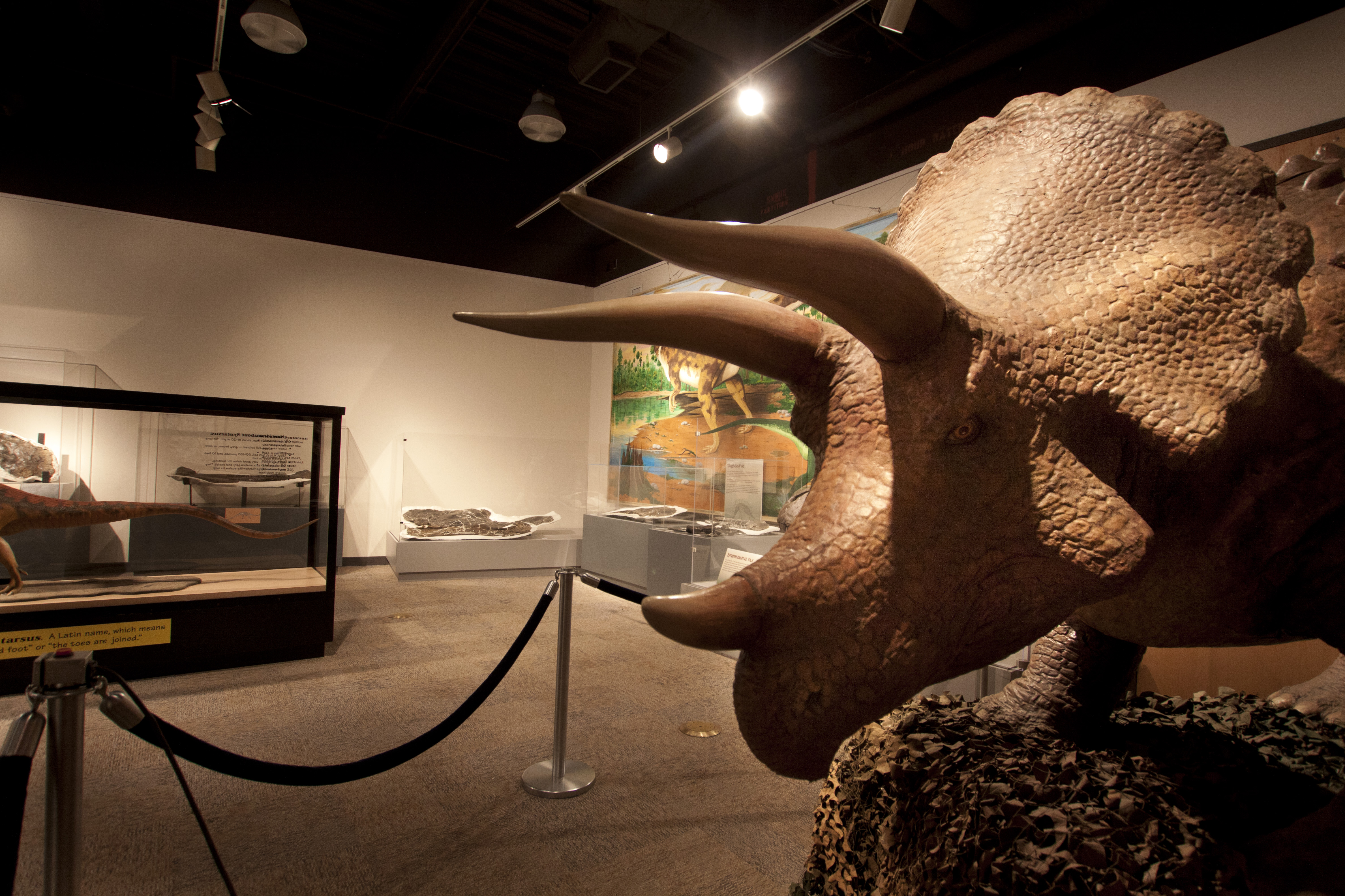 Dinosaur Discovery is coming to the Boonshoft Museum of Discovery, running from Jan. 26 through April 14. The newest running exhibition will showcase dinosaurs that roamed Earth during the Mesozoic era — the “Age of Reptiles” that ended 65 million years ago.