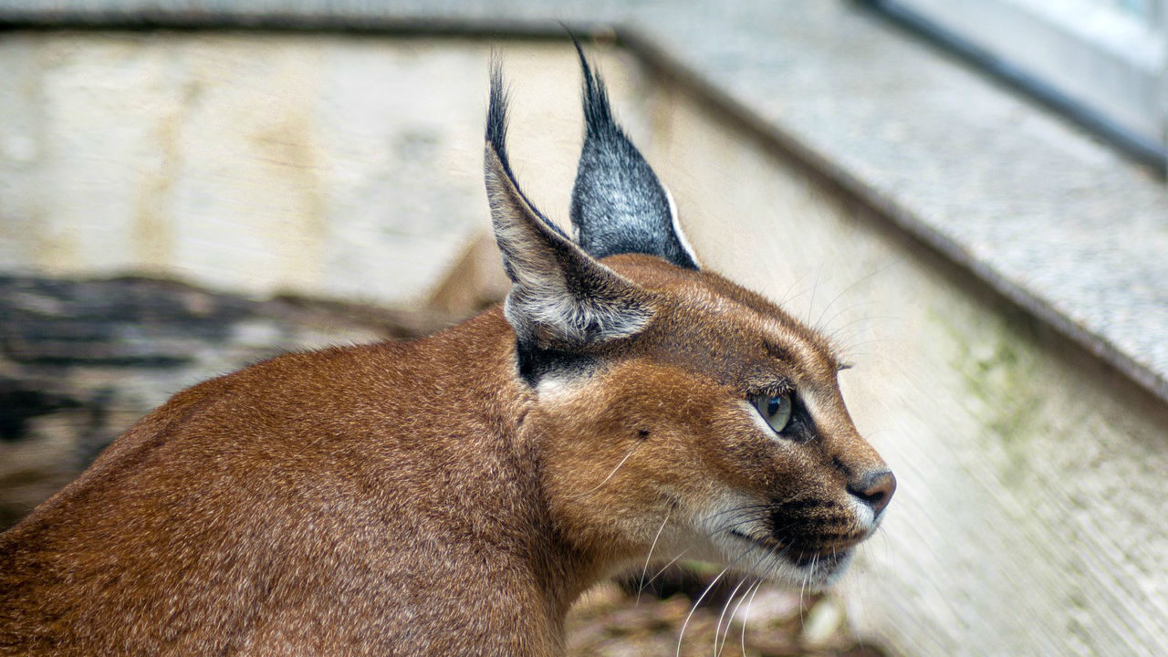 Exotic cat attacks mother, child in Illinois