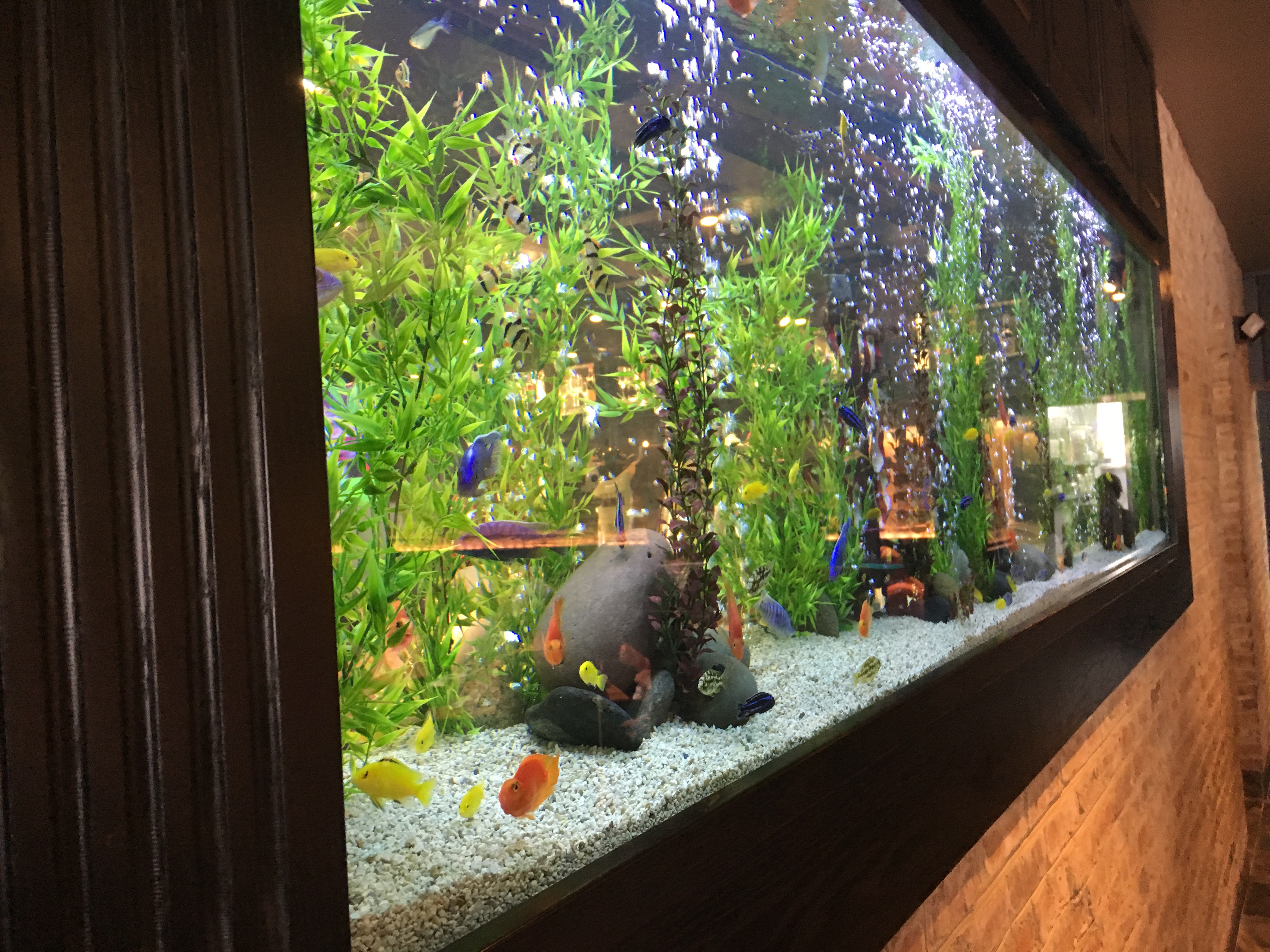 Cheddars fish outlet tank