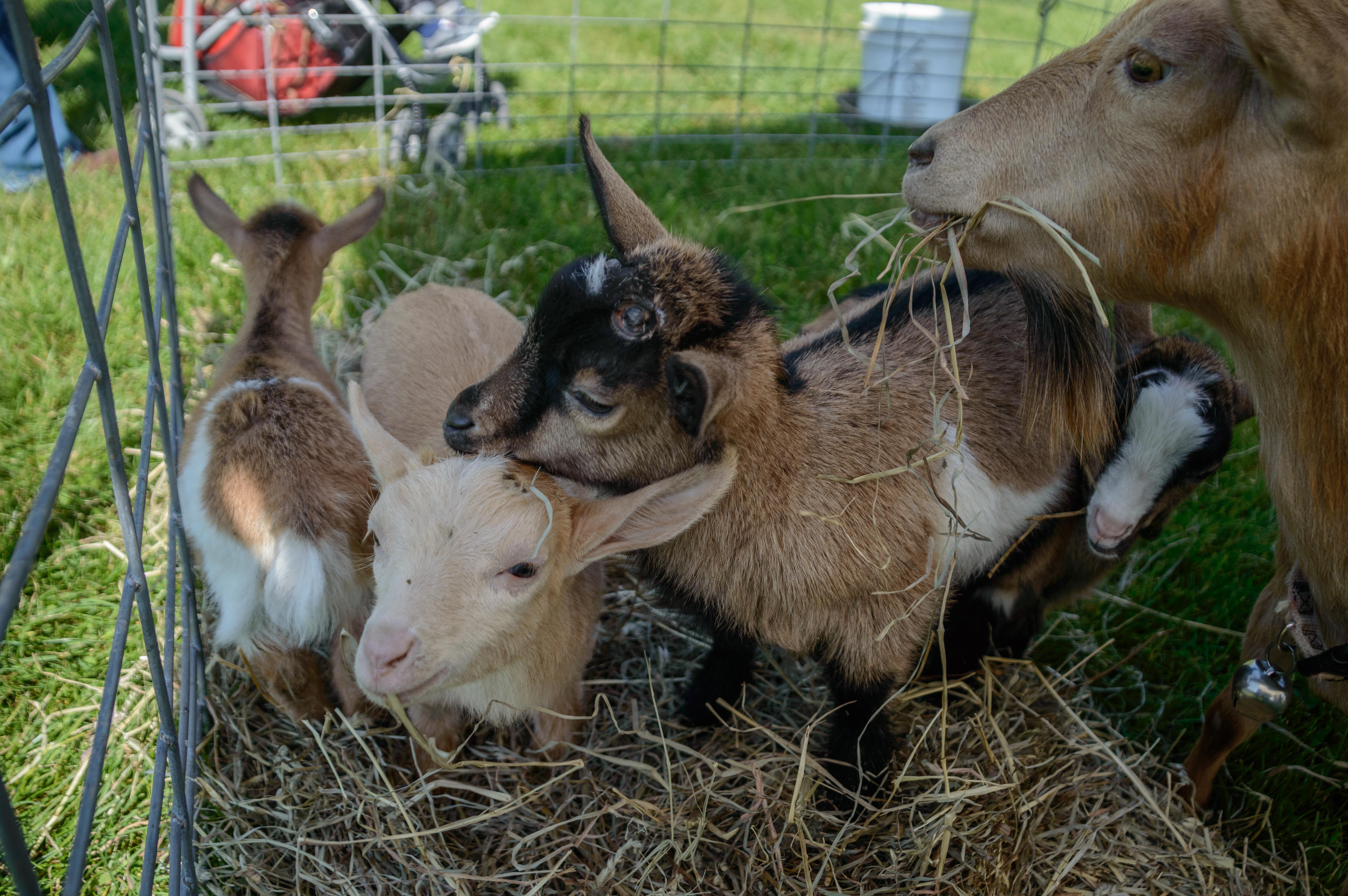 Aullwood Farm was the place to be on Saturday, May 13, 2017, for the annual Farm Babies Fest. Visitors had the chance to ooh and aah over baby animals, plus get a taste for life on the farm at this annual event at 9101 Frederick Pike, Dayton.