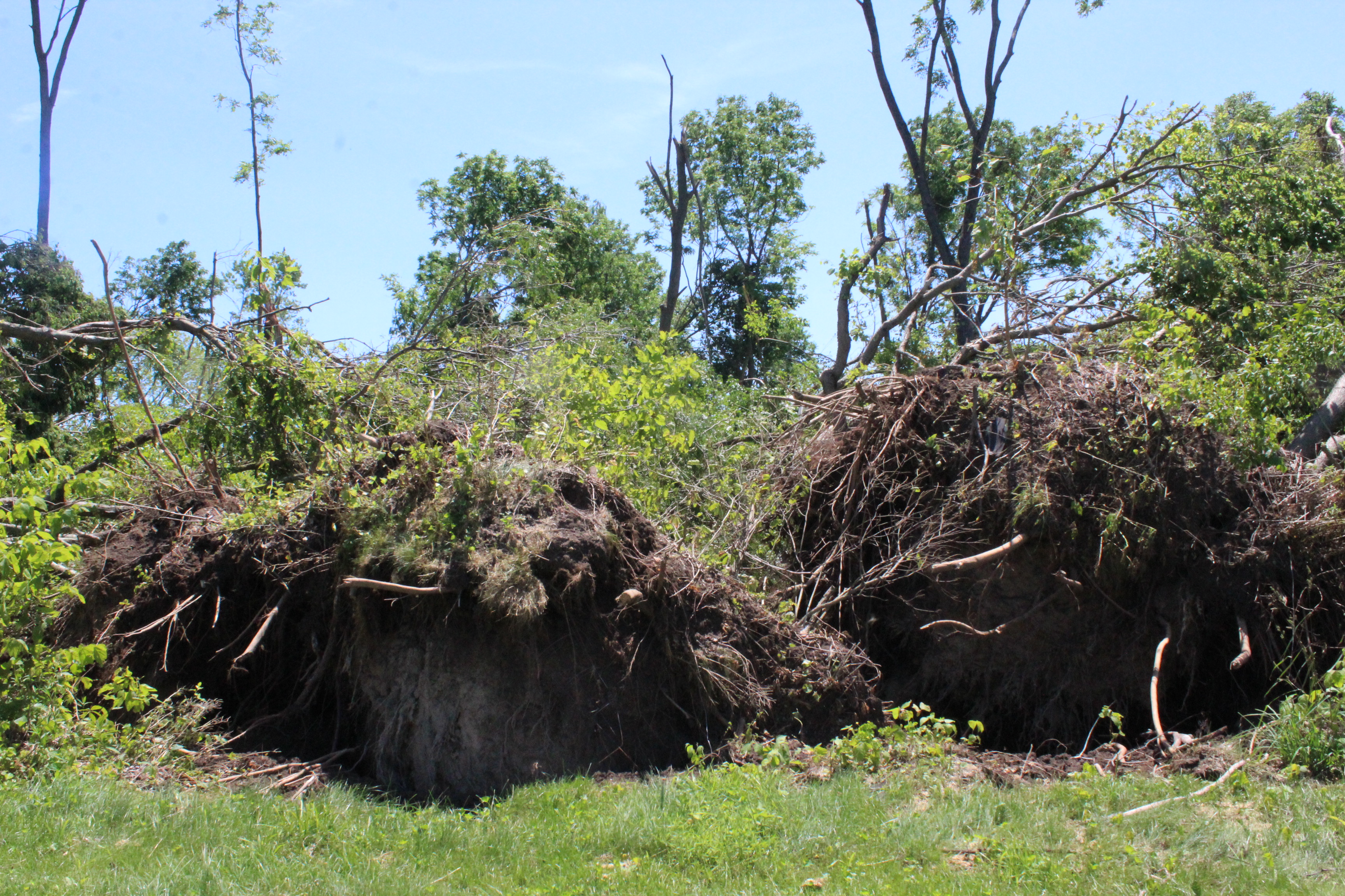Parts one of the dayton area favorite parks suffered damage described as minor to extraordinary during the Memorial Day tornadoes. Several Wegerzyn Gardens MetroPark trees near Jay Lake and the community garden were damaged. This photo was taken after the tornado clean up. Chris Pion, MetroPark’s director of parks and conservation, said the road leading to the community garden’s entrance was eight feet deep in downed trees. Photo: Amelia Robinson
