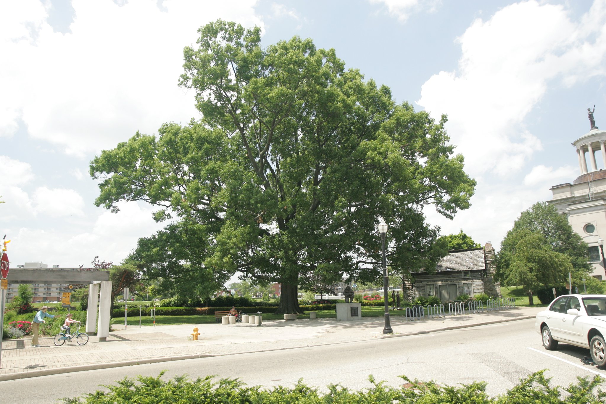 This oak tree, which stood between the Fitton Center and the Hamilton Monument on Monument Avenue, was cut down last July because it was unstable. Its base is being carved into a sculptural bench.